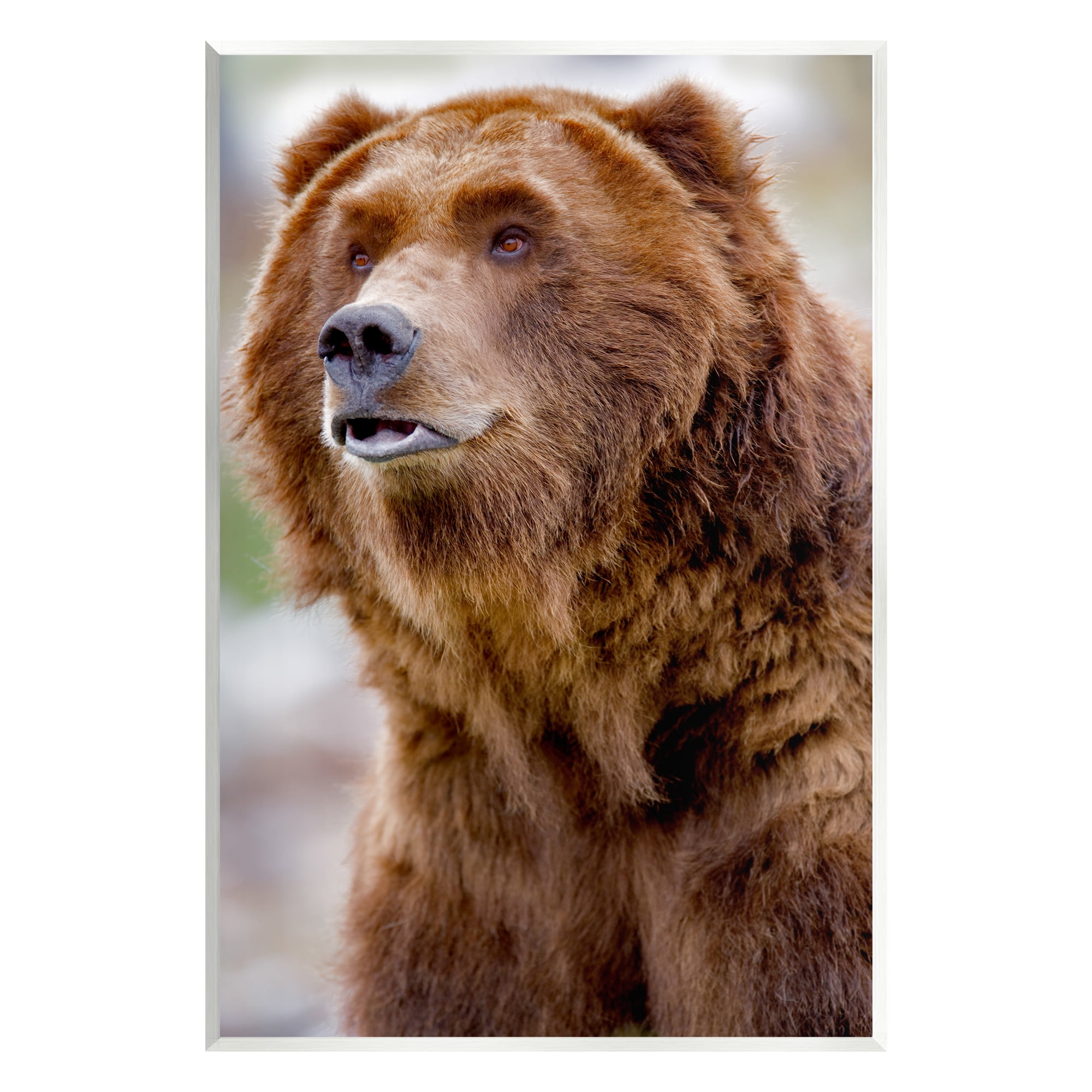 Stupell Industries Brown Bear Portrait Animals & Insects Photography Unframed Art Print Wall Art, 13 x 19