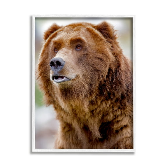 Stupell Industries Brown Bear Portrait Animals & Insects Photography White Framed Art Print Wall Art, 16 x 20