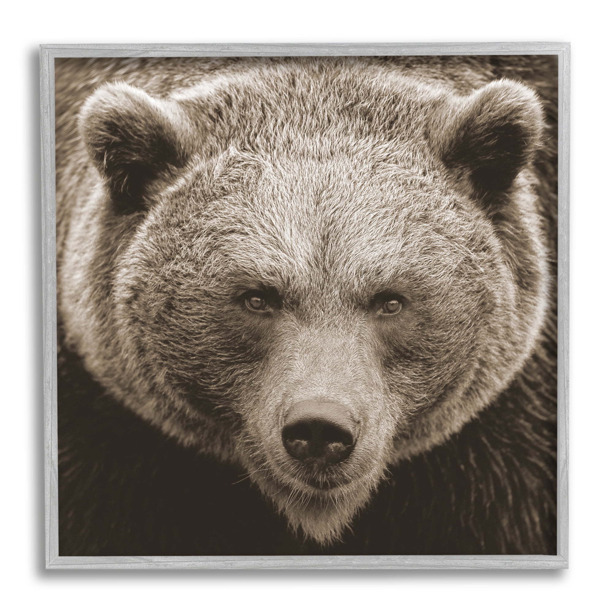 Stupell Industries Brown Bear Wildlife Portrait Animals & Insects Photography Gray Framed Art Print Wall Art