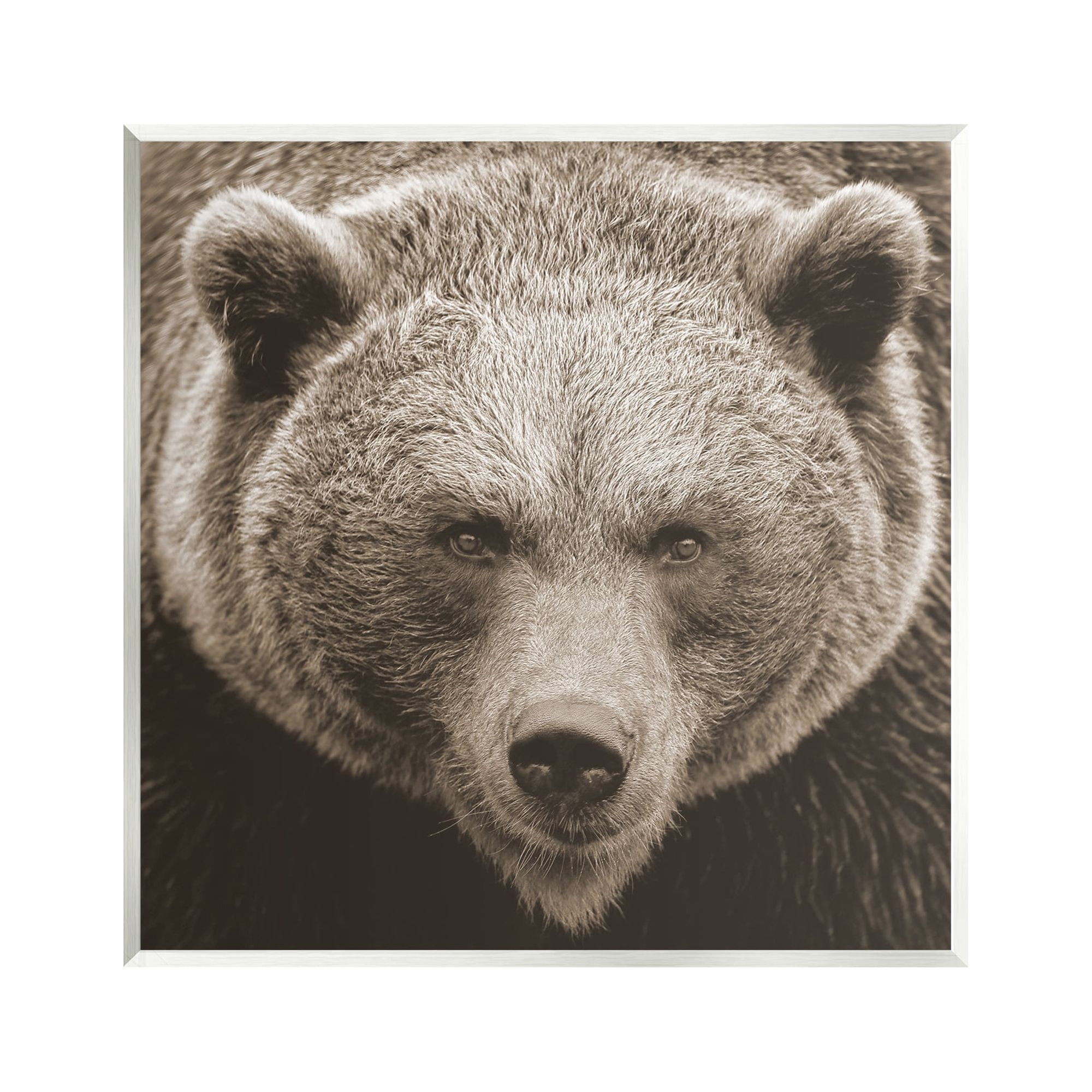 Stupell Industries Brown Bear Wildlife Portrait Animals & Insects Photography Unframed Art Print Wall Art