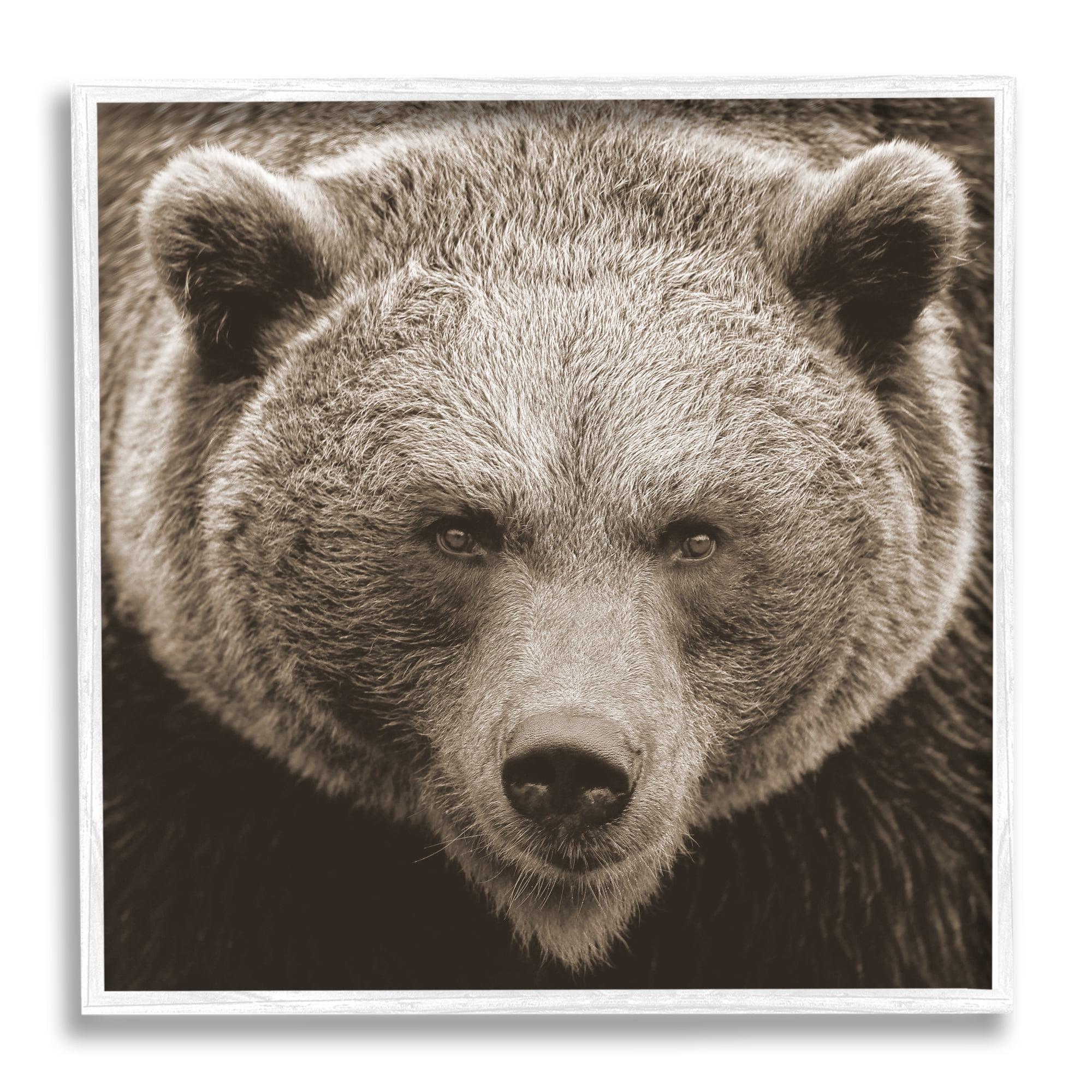 Stupell Industries Brown Bear Wildlife Portrait Animals & Insects Photography White Framed Art Print Wall Art