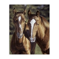 Stupell Industries Brown Horse Pair Animals & Insects Painting Gallery Wrapped Canvas Art Print Wall Art, 16 x 20