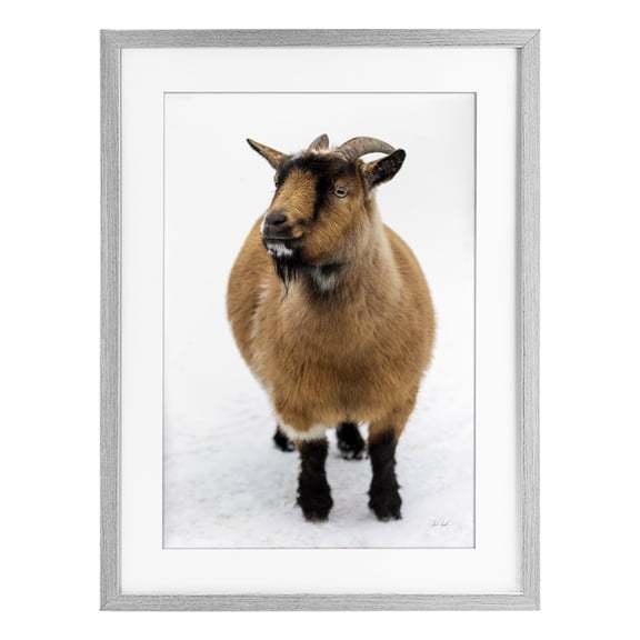 Stupell Industries Brown Little Goat Gray Framed Print Under Glass design by Deborah Revell, 20 x 14