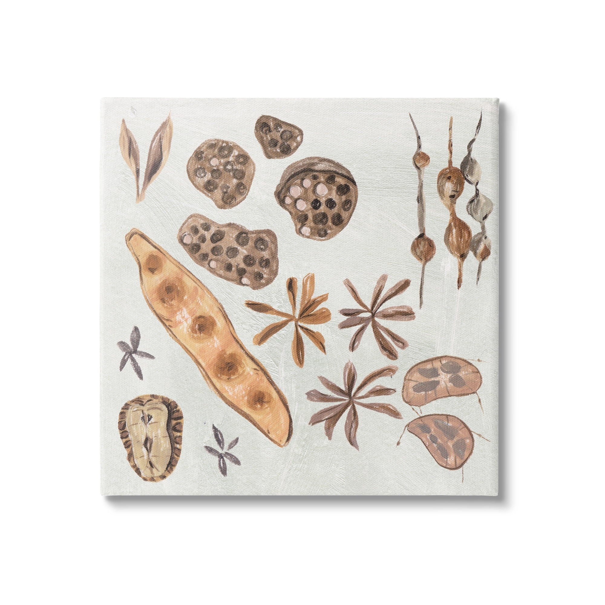 Stupell Industries Brown Seed Plant Botanicals Nature Diagram , 30 x 30, Design by Melissa Wang