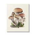 thumbnail image 1 of Stupell Industries Brown Woodland Mushrooms Botanical & Floral Painting Gallery Wrapped Canvas Art Print Wall Art, 24 x 30, 1 of 8