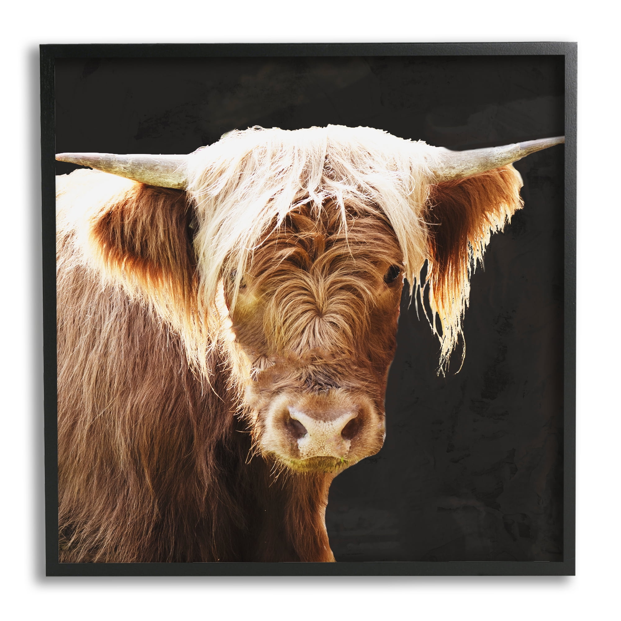 Stupell Industries Brown Wooly Cattle Animals & Insects Photography Black Framed Art Print Wall Art, 24 x 24