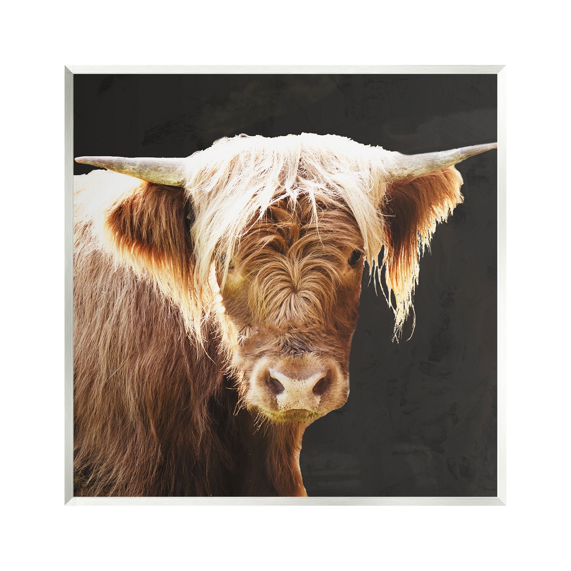 Stupell Industries Brown Wooly Cattle Animals & Insects Photography Unframed Art Print Wall Art, 12 x 12