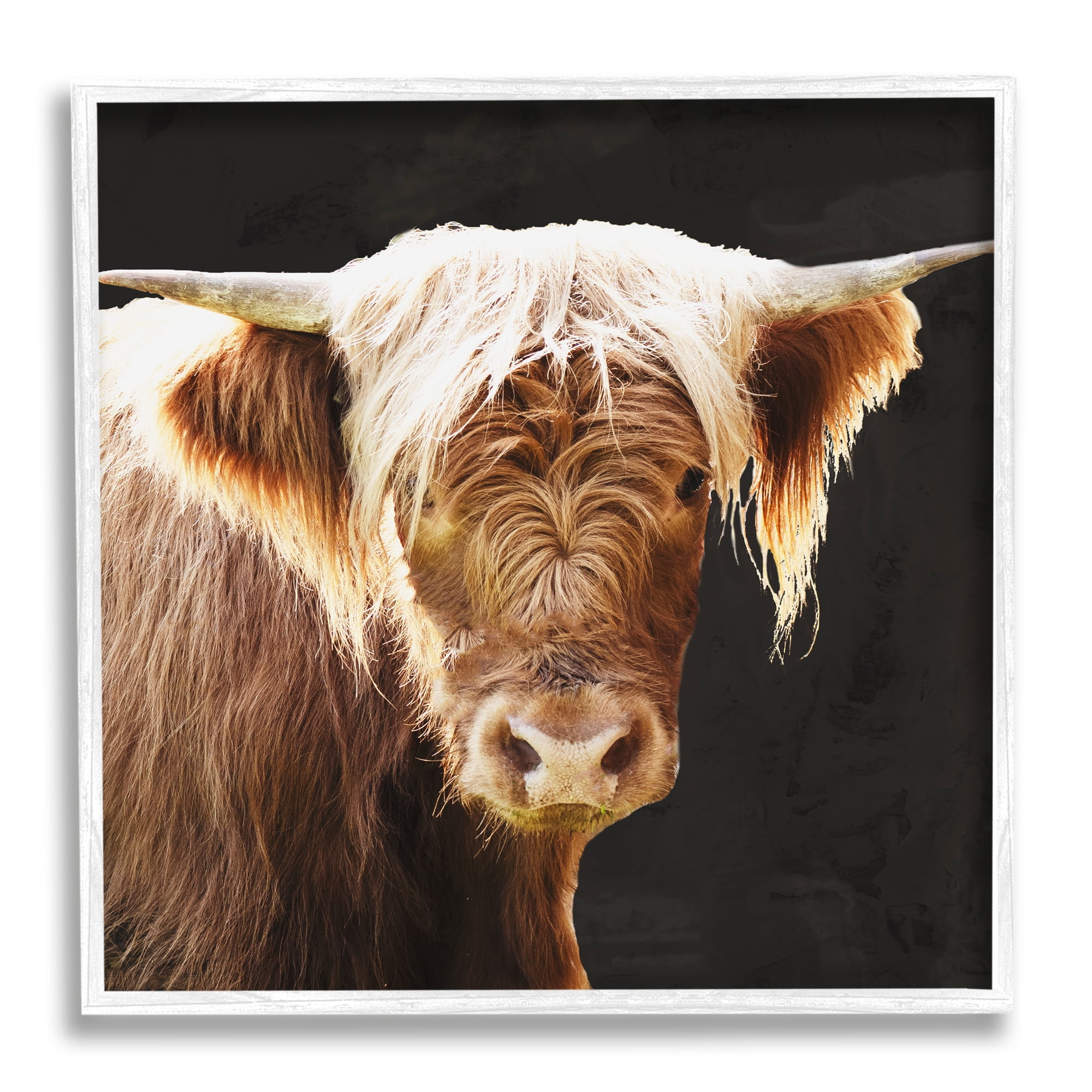 Stupell Industries Brown Wooly Cattle Animals & Insects Photography White Framed Art Print Wall Art, 24 x 24