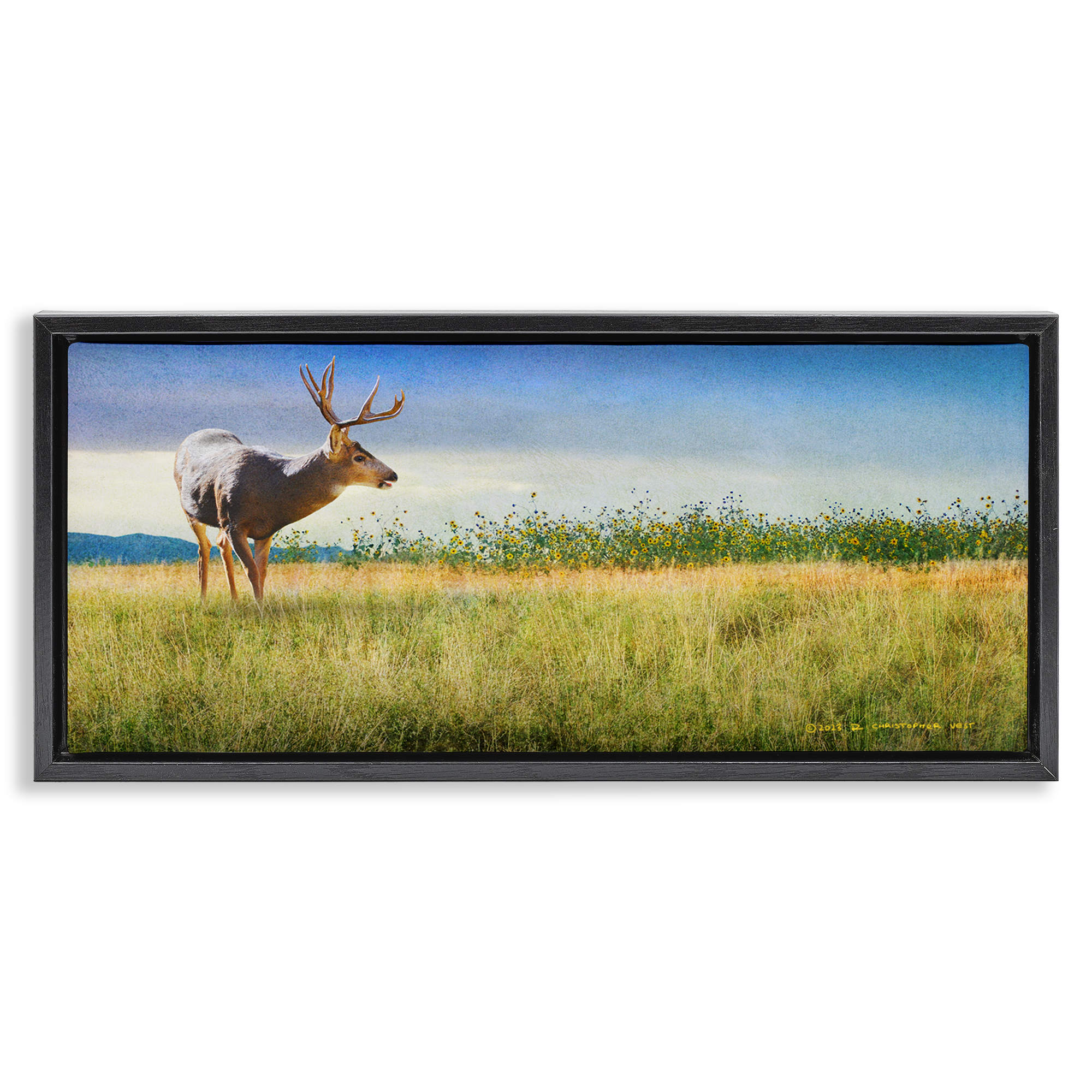 Stupell Industries Buck Deer in Field Landscape & Nature Photography Black Floater Framed Canvas Art Print Wall Art, 31 x 14