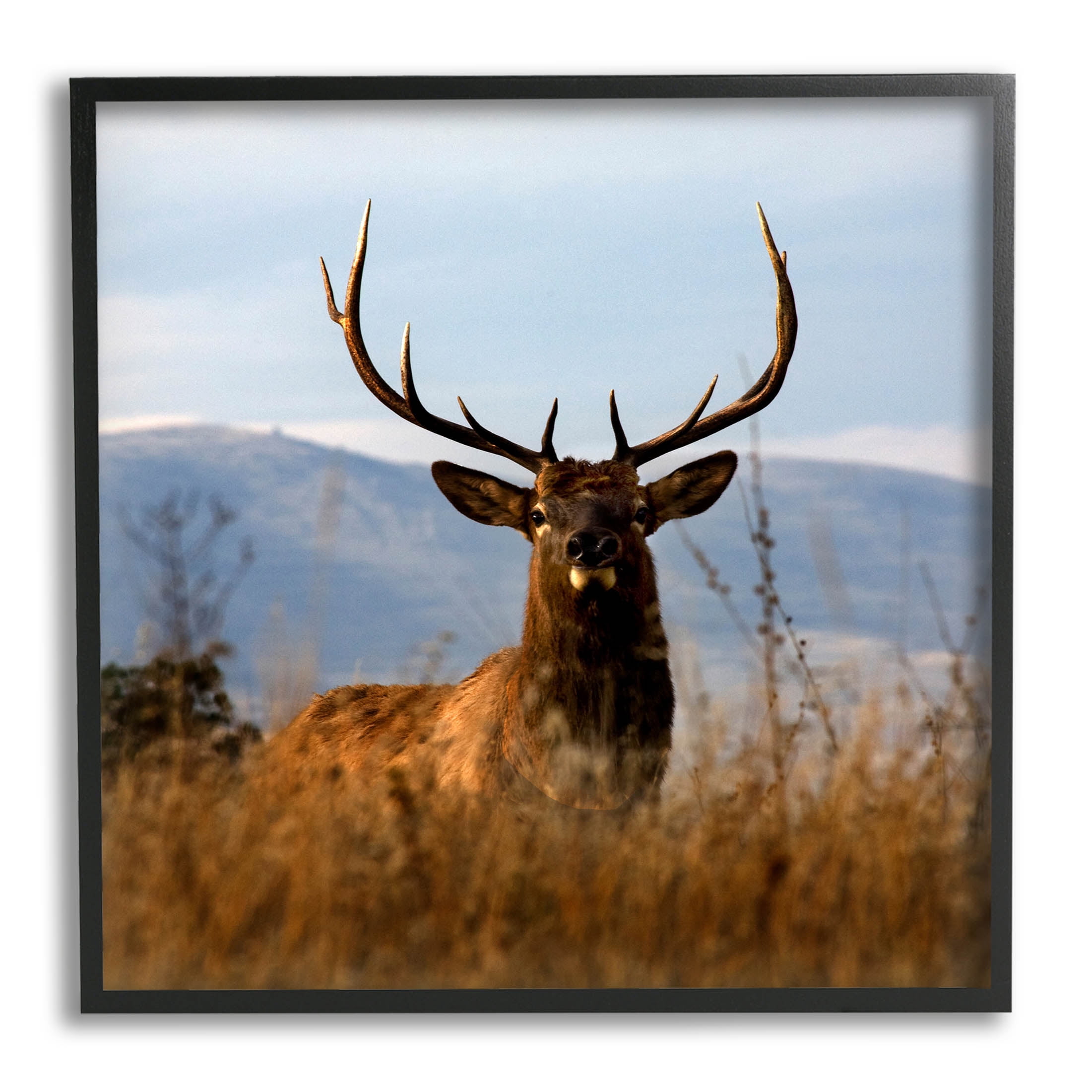 Stupell Industries Buck in Tall Grass Landscape Photograph Black Framed Art Print Wall Art, Design by Danita Delimont