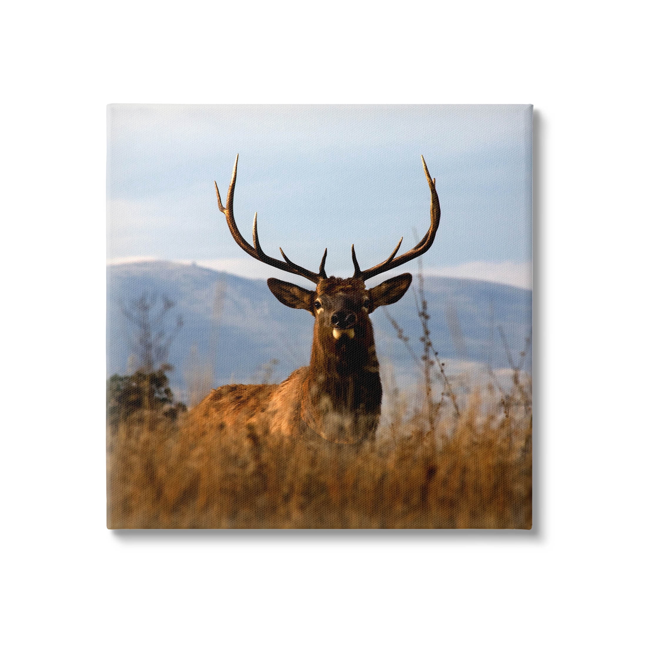 Stupell Industries Buck in Tall Grass Landscape Photograph Gallery Wrapped Canvas Print Wall Art, Design by Danita Delimont