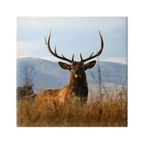 Stupell Industries Buck in Tall Grass Landscape Photograph Gallery Wrapped Canvas Print Wall Art, Design by Danita Delimont