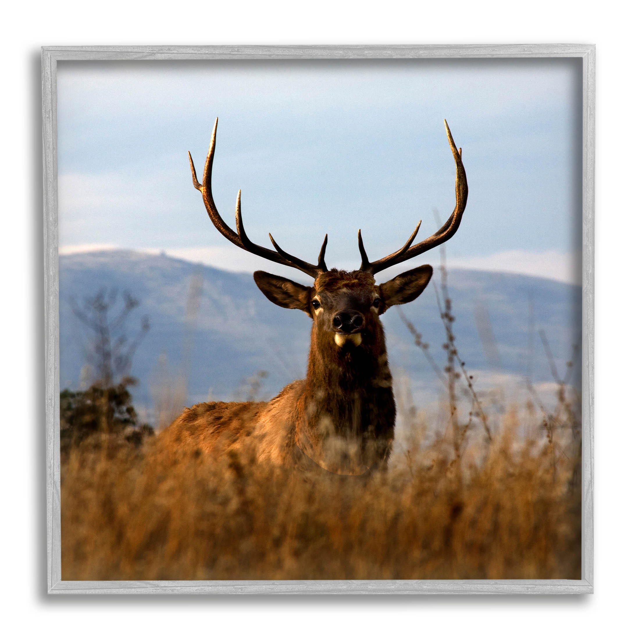Stupell Industries Buck in Tall Grass Landscape Photograph Gray Framed Art Print Wall Art, Design by Danita Delimont