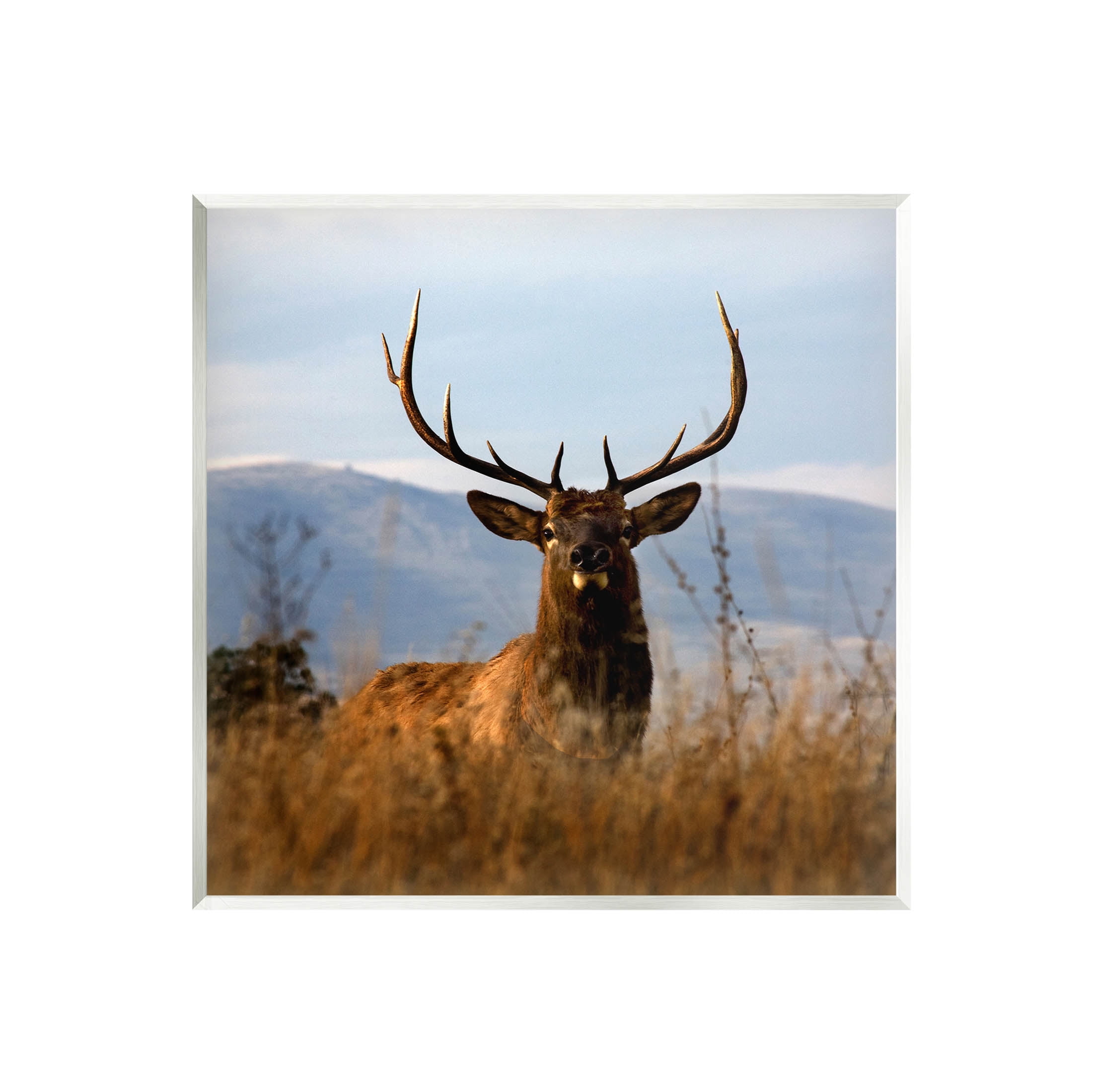 Stupell Industries Buck in Tall Grass Landscape Photograph Unframed Art Print Wall Art, Design by Danita Delimont