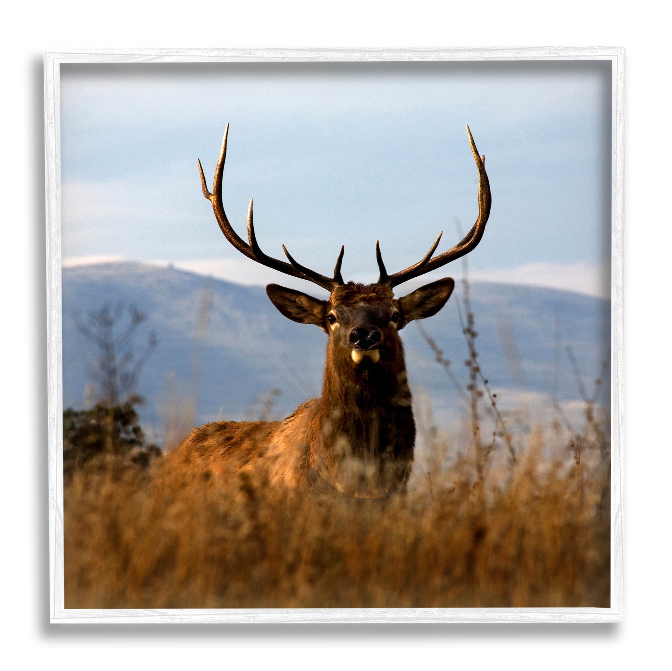 Stupell Industries Buck in Tall Grass Landscape Photograph White Framed Art Print Wall Art, Design by Danita Delimont