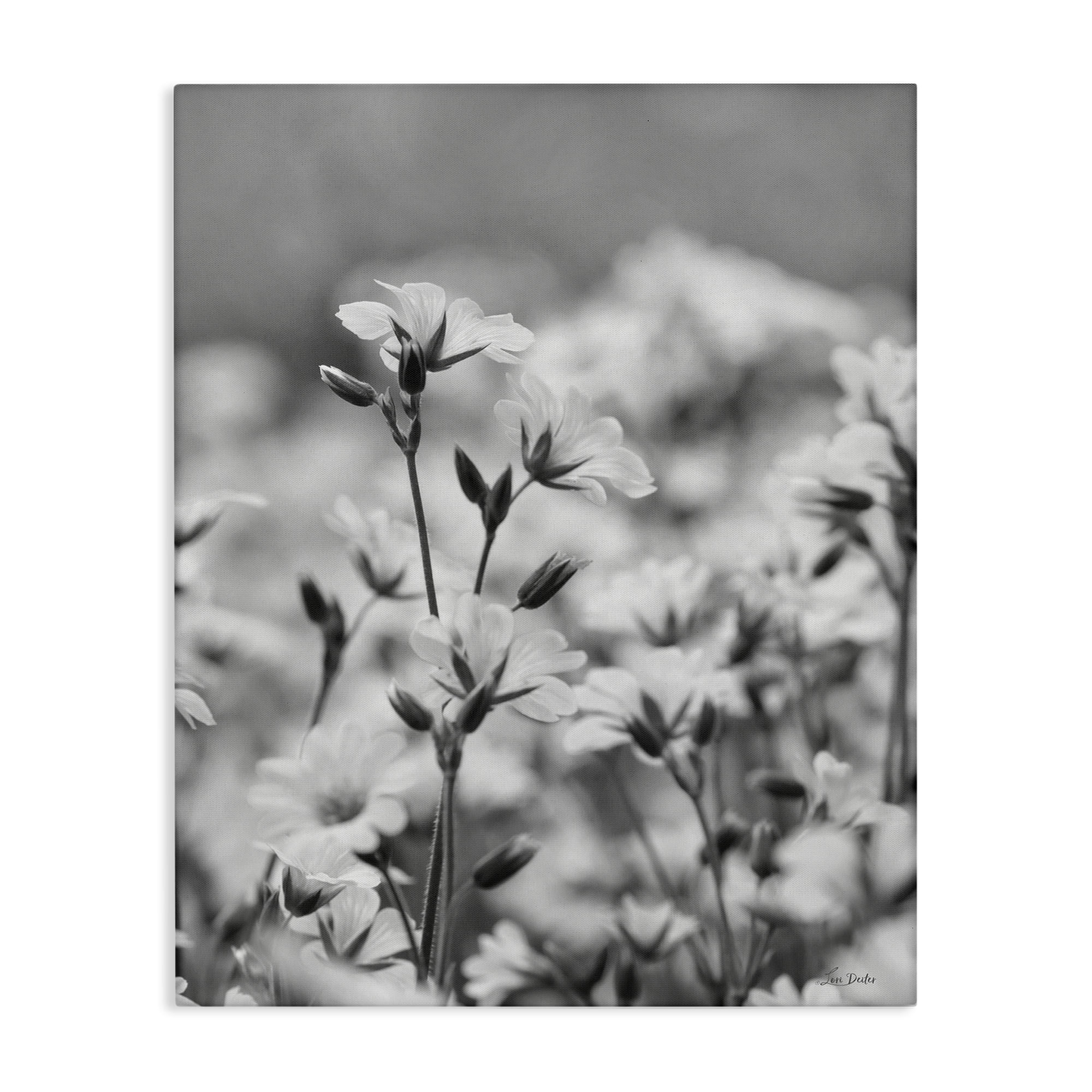 Stupell Industries Budding Meadow Flora Botanical & Floral Photography Gallery Wrapped Canvas Art Print Wall Art, 24 x 30