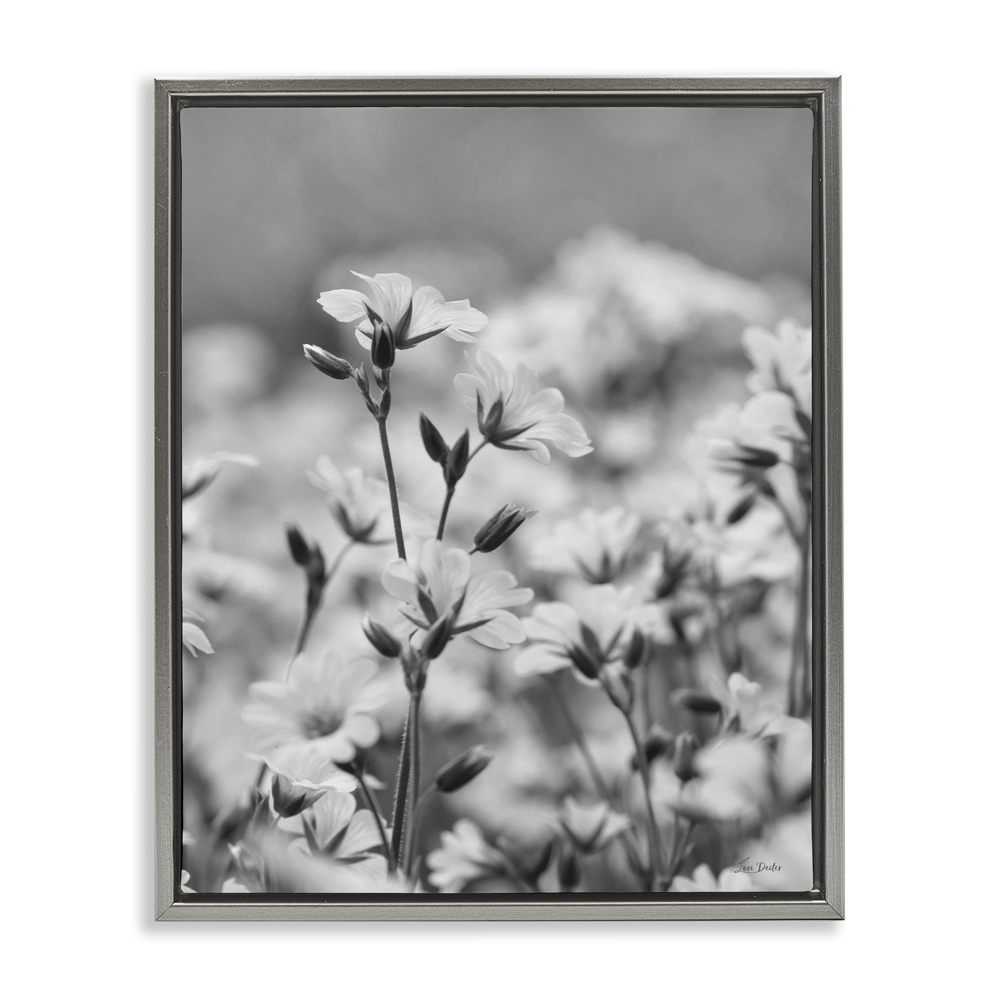 Stupell Industries Budding Meadow Flora Botanical & Floral Photography Gray Floater Framed Art Print Wall Art, 17 x 21