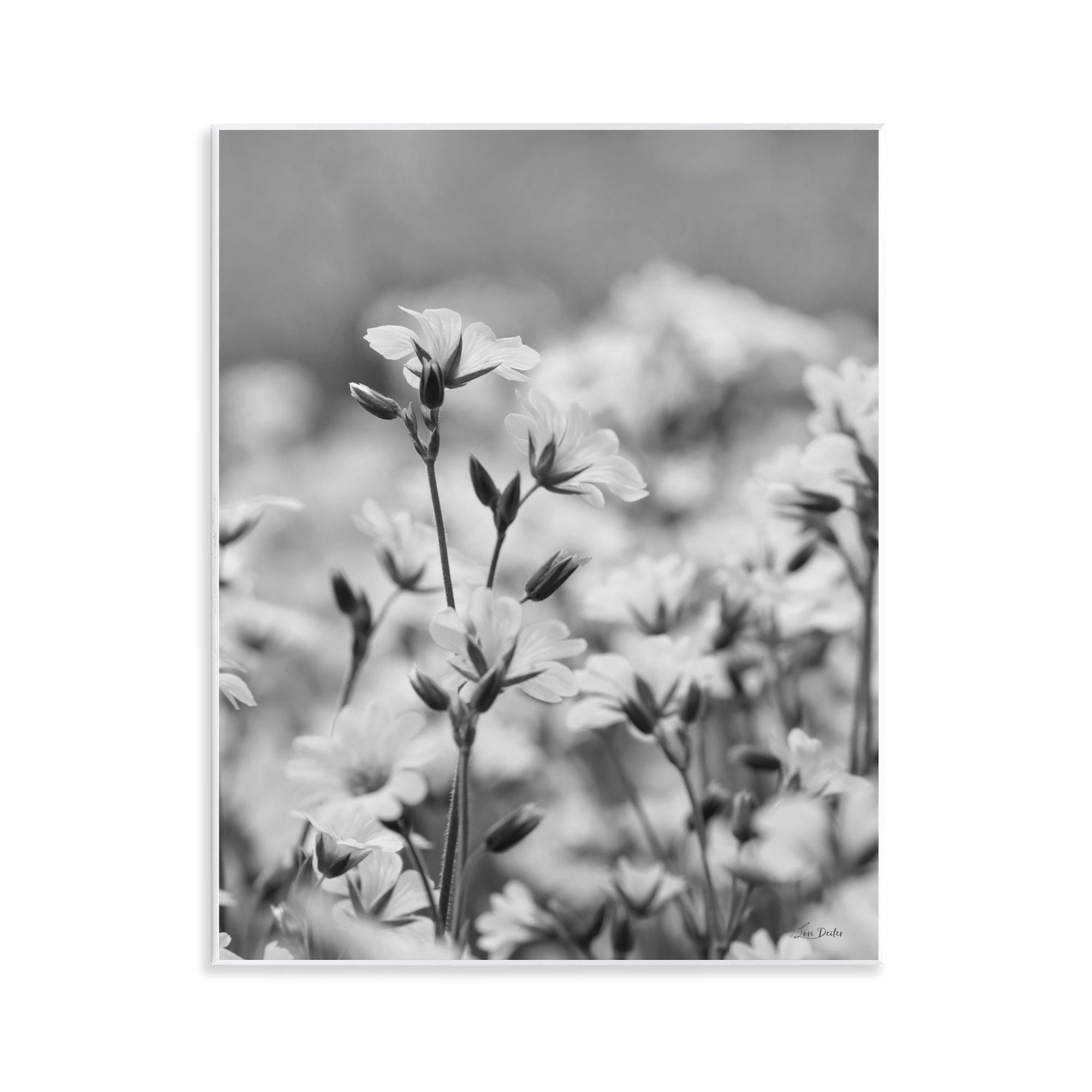 Stupell Industries Budding Meadow Flora Botanical & Floral Photography Unframed Art Print Wall Art, 11 x 14