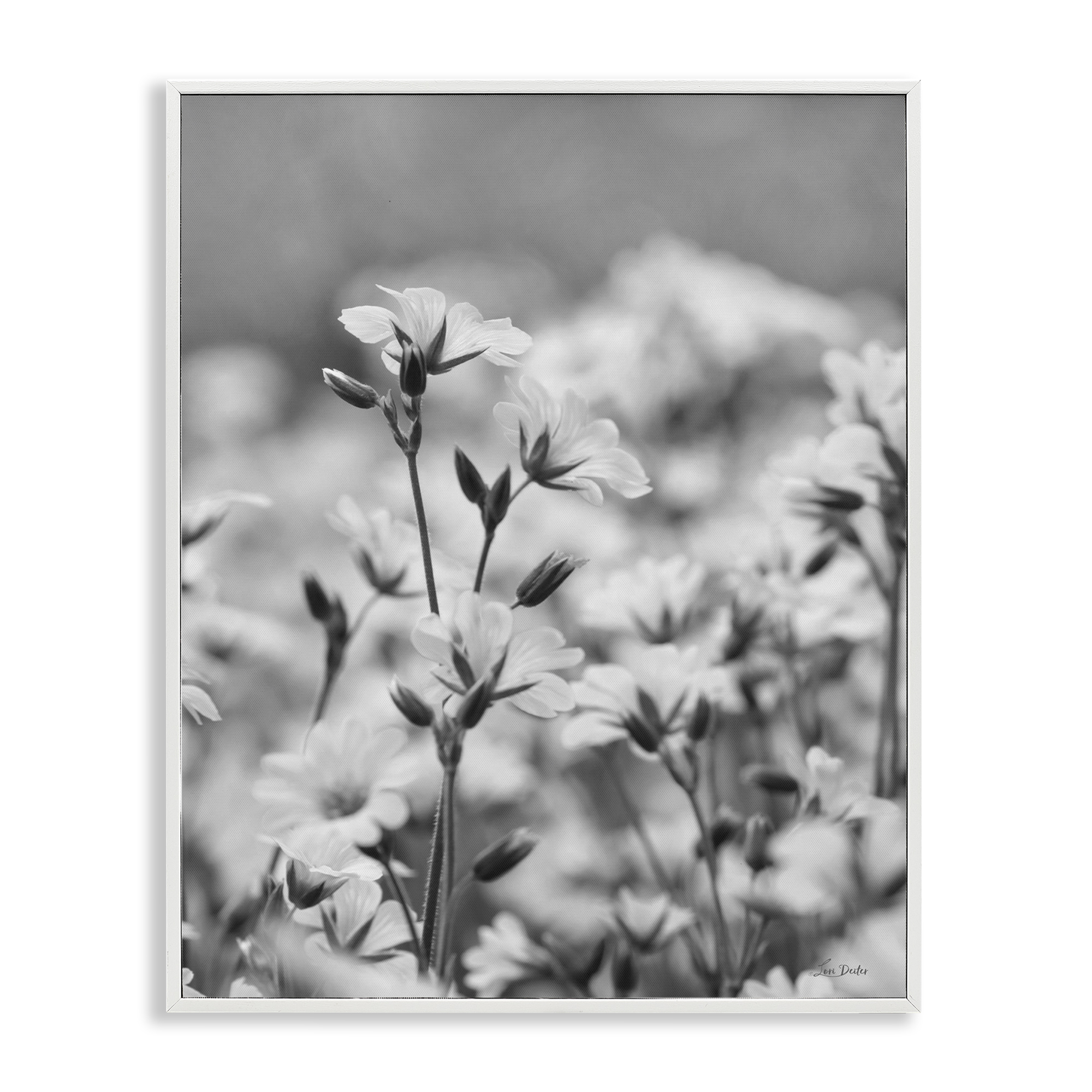 Stupell Industries Budding Meadow Flora Botanical & Floral Photography White Framed Art Print Wall Art, 24 x 30