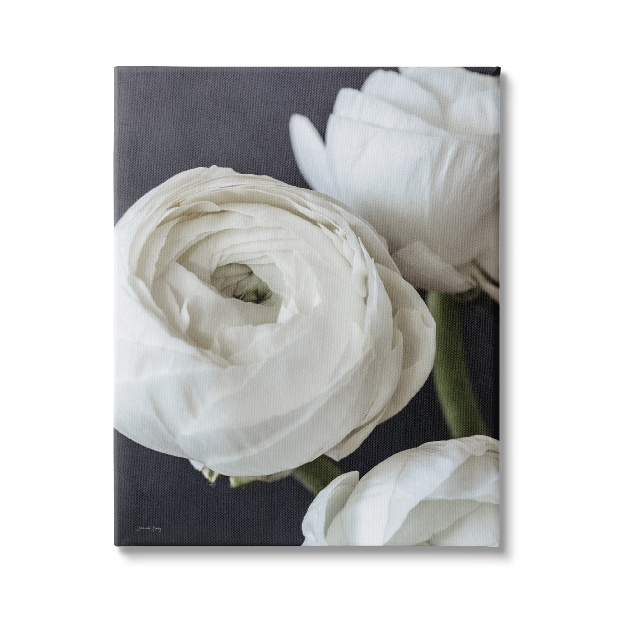 Stupell Industries Budding Ranunculus Flower Blooming Close Up Petals Photograph Gallery Wrapped Canvas Print Wall Art, Design by Jennifer Rigsby