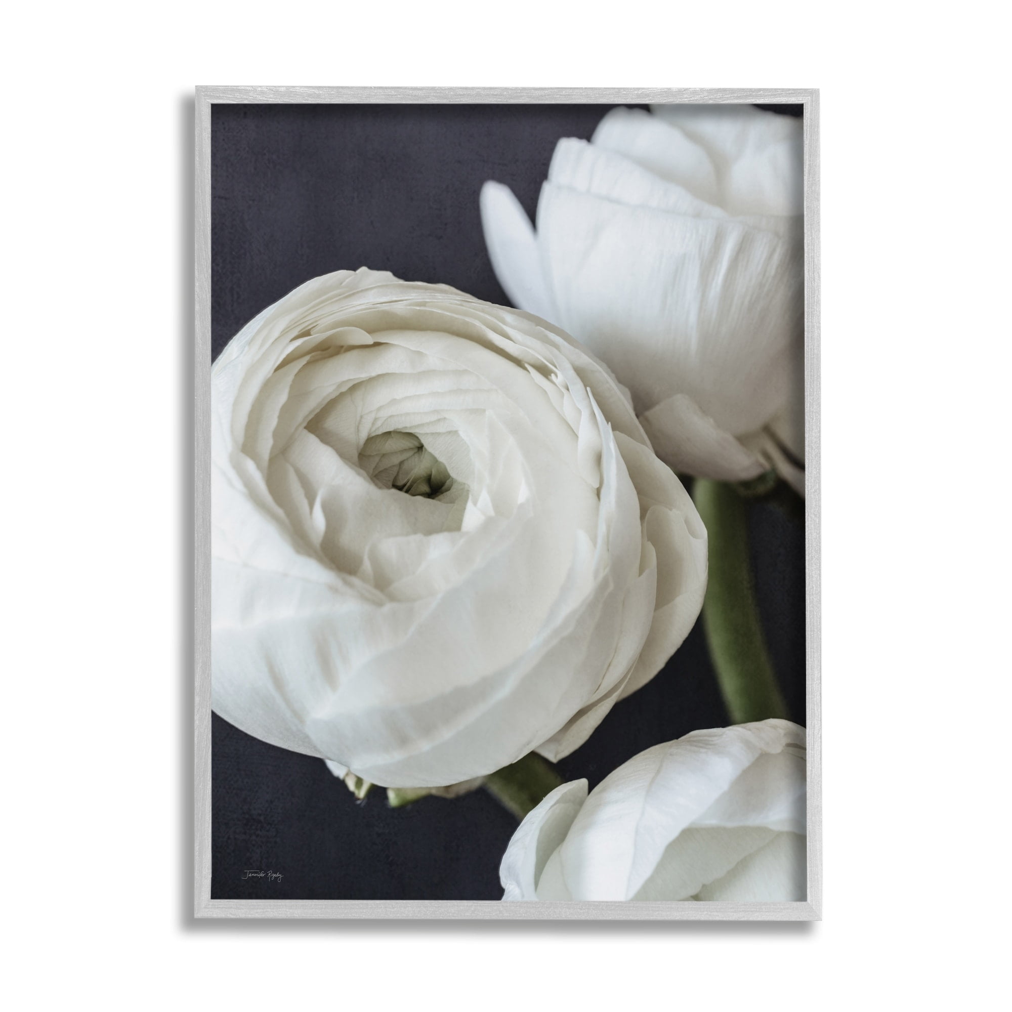 Stupell Industries Budding Ranunculus Flower Blooming Close Up Petals Photograph Gray Framed Art Print Wall Art, Design by Jennifer Rigsby