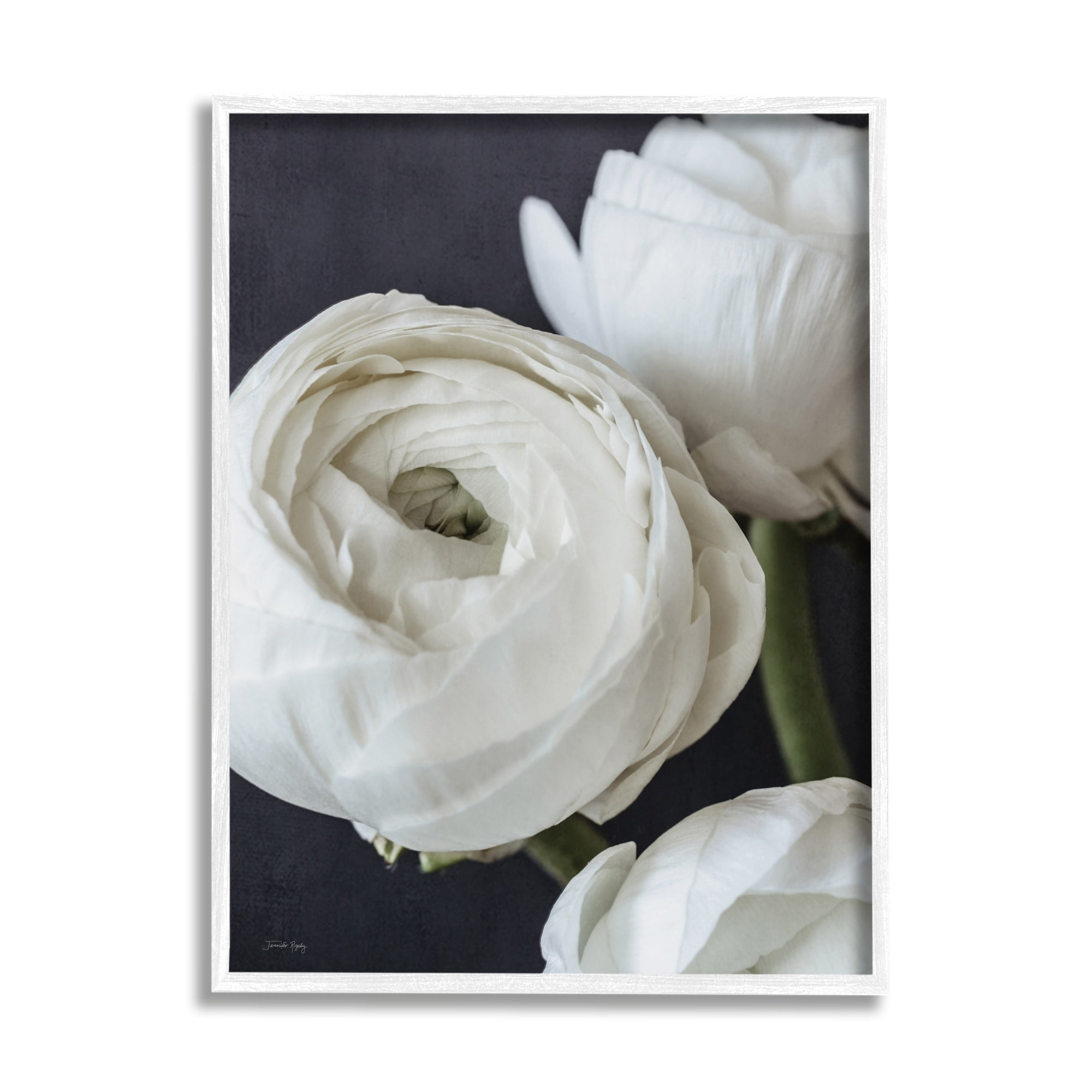 Stupell Industries Budding Ranunculus Flower Blooming Close Up Petals Photograph White Framed Art Print Wall Art, Design by Jennifer Rigsby