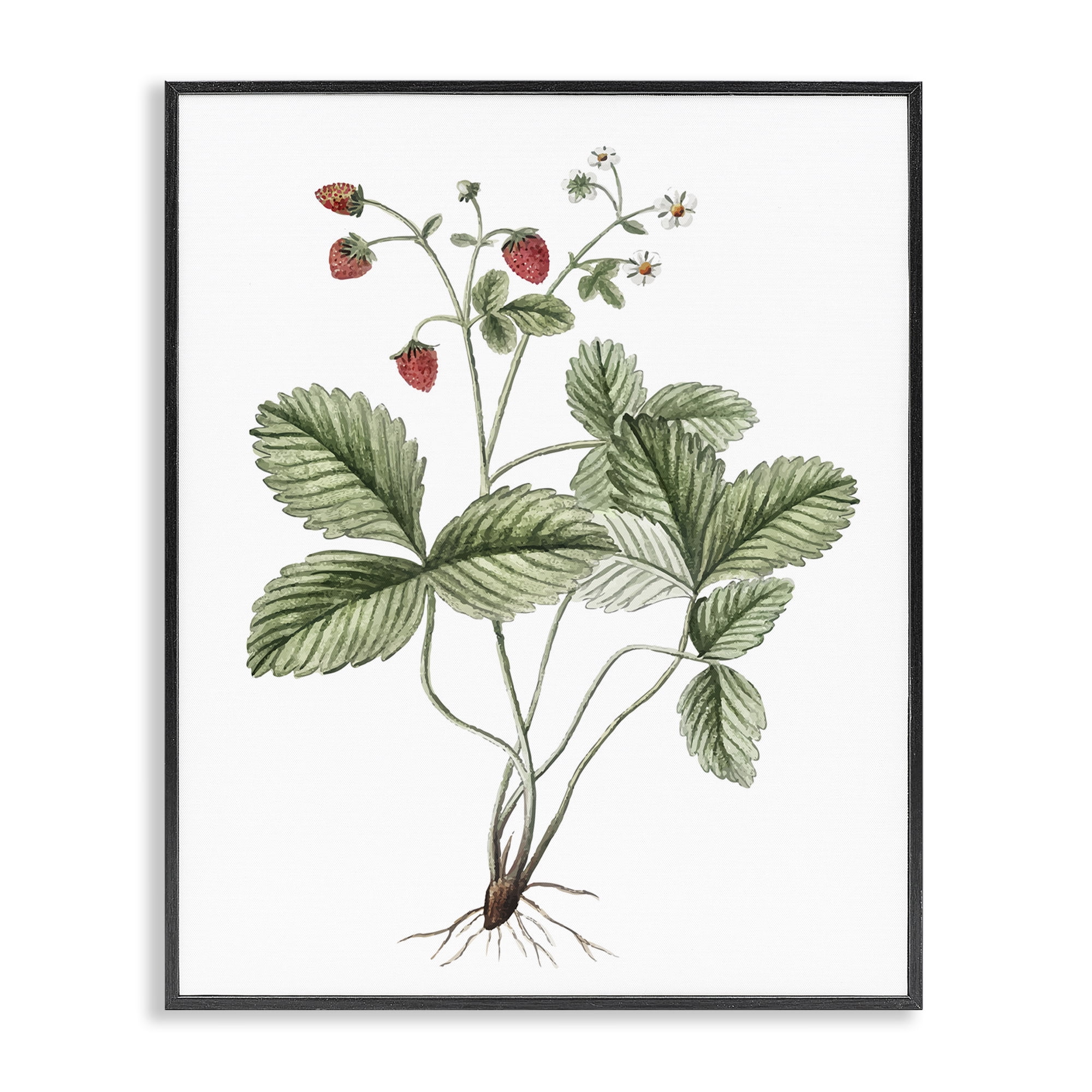 Stupell Industries Budding Strawberries Study Food & Beverage Painting Black Framed Art Print Wall Art, 11 x 14