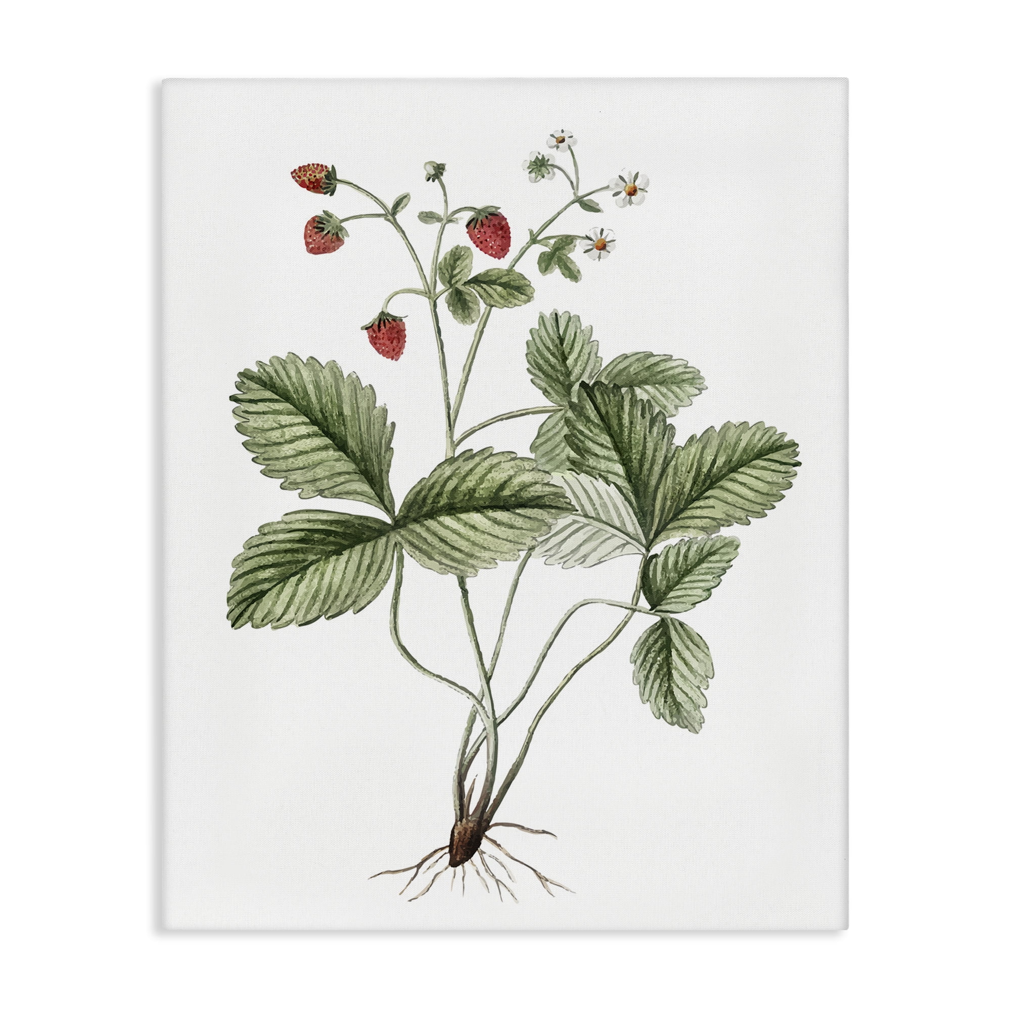 Stupell Industries Budding Strawberries Study Food & Beverage Painting Gallery Wrapped Canvas Art Print Wall Art, 36 x 48