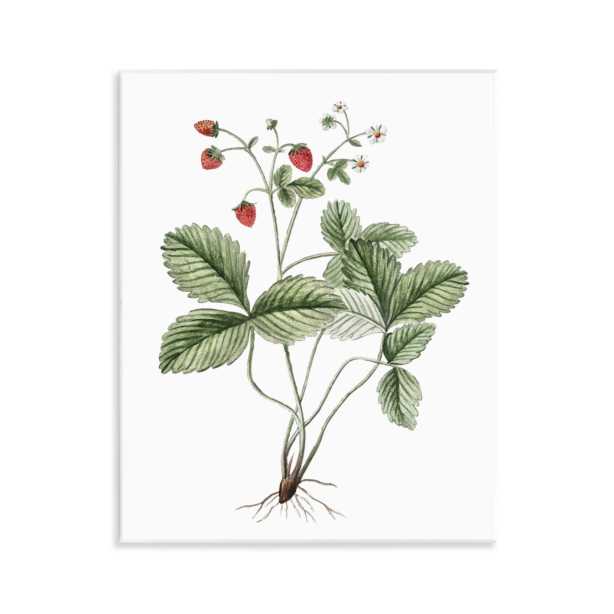 Stupell Industries Budding Strawberries Study Food & Beverage Painting Unframed Art Print Wall Art, 11 x 14