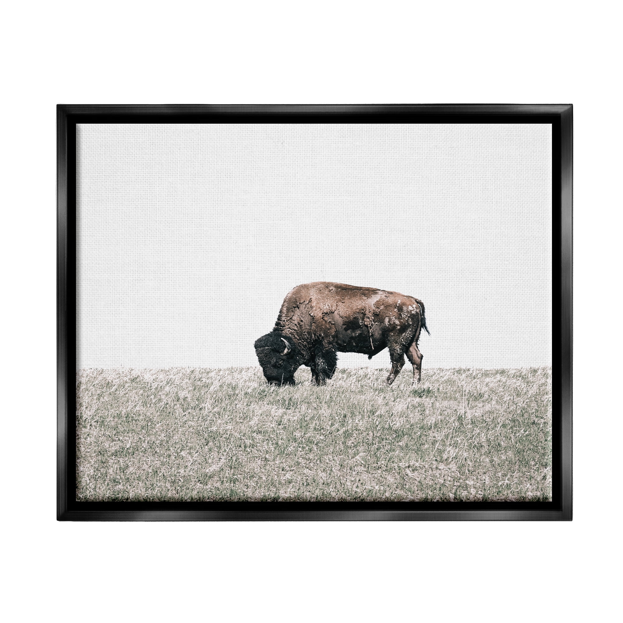 Stupell Industries Buffalo Grazing Pasture Animals & Insects Photography Black Floater Framed Canvas Art Print Wall Art, 21 x 17