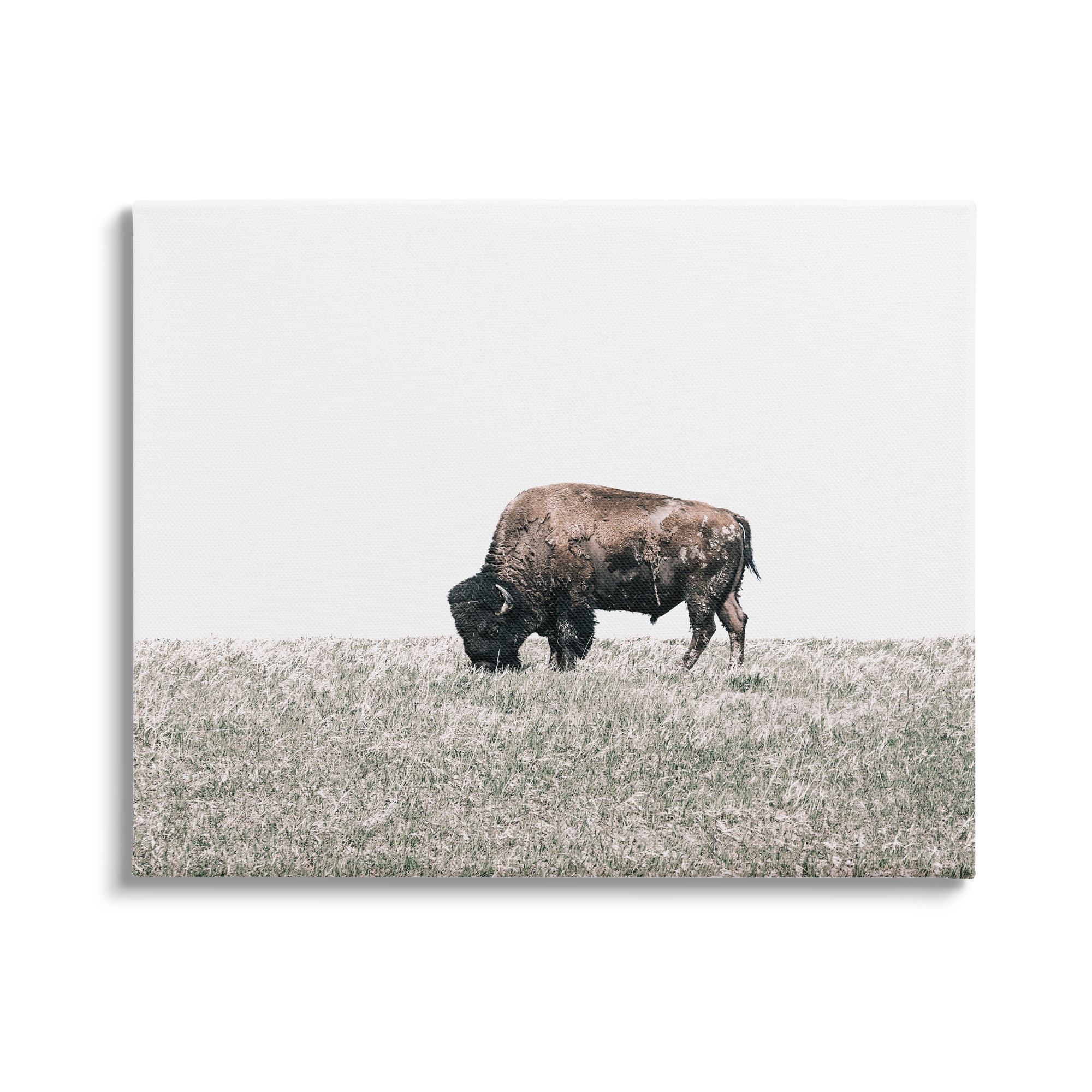 Stupell Industries Buffalo Grazing Pasture Animals & Insects Photography Gallery Wrapped Canvas Art Print Wall Art, 48 x 36