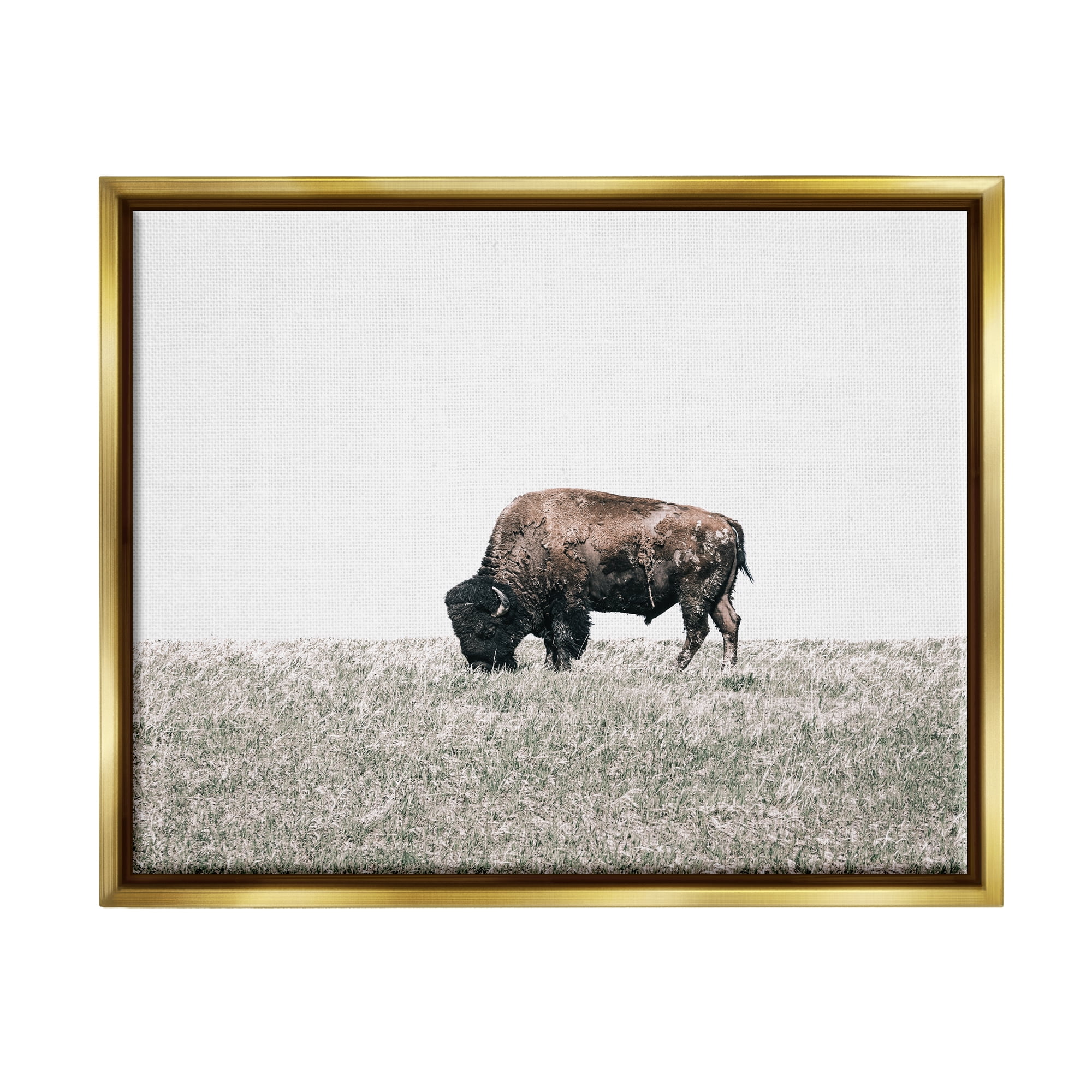 Stupell Industries Buffalo Grazing Pasture Animals & Insects Photography Gold Floater Framed Canvas Art Print Wall Art, 21 x 17