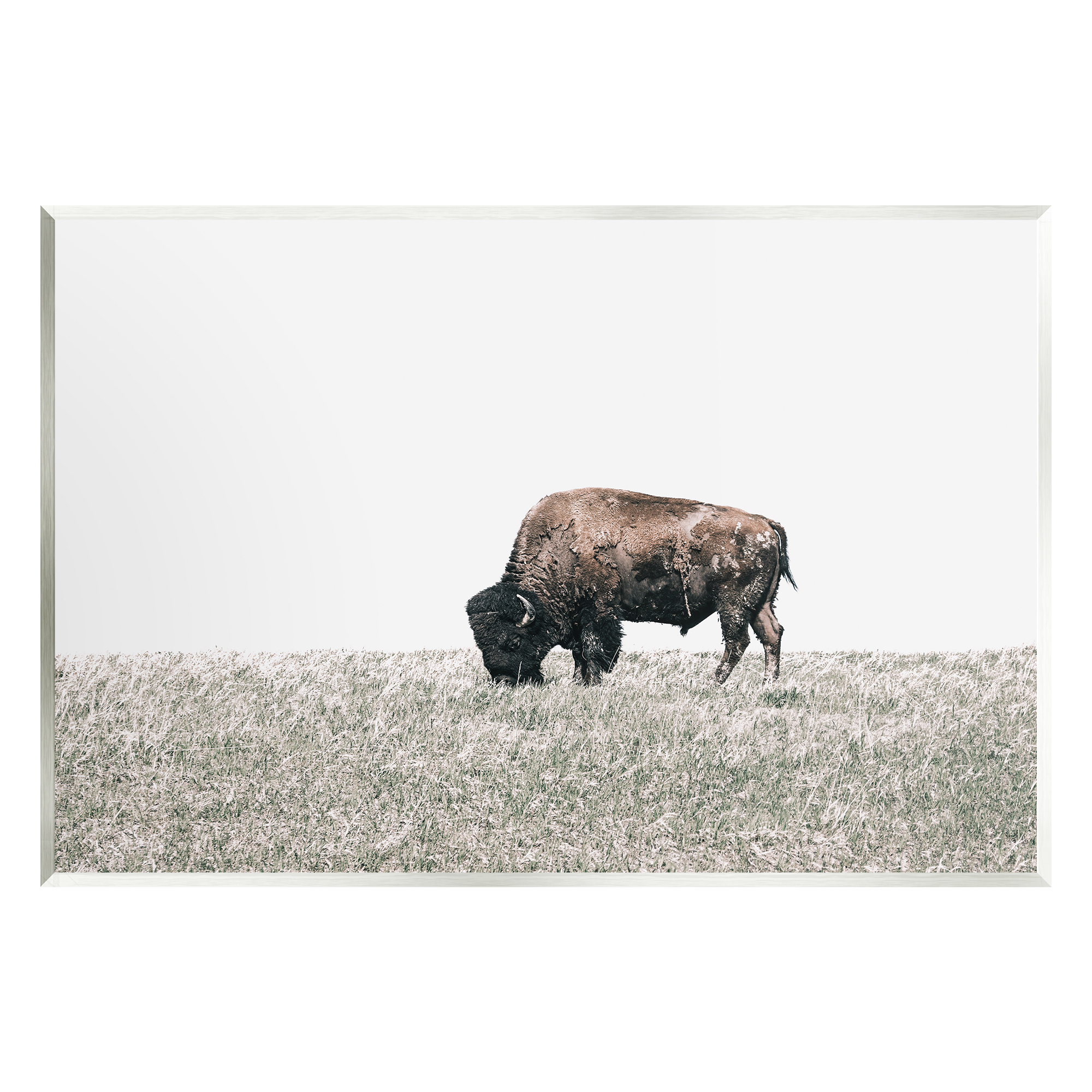 Stupell Industries Buffalo Grazing Pasture Animals & Insects Photography Unframed Art Print Wall Art, 15 x 10