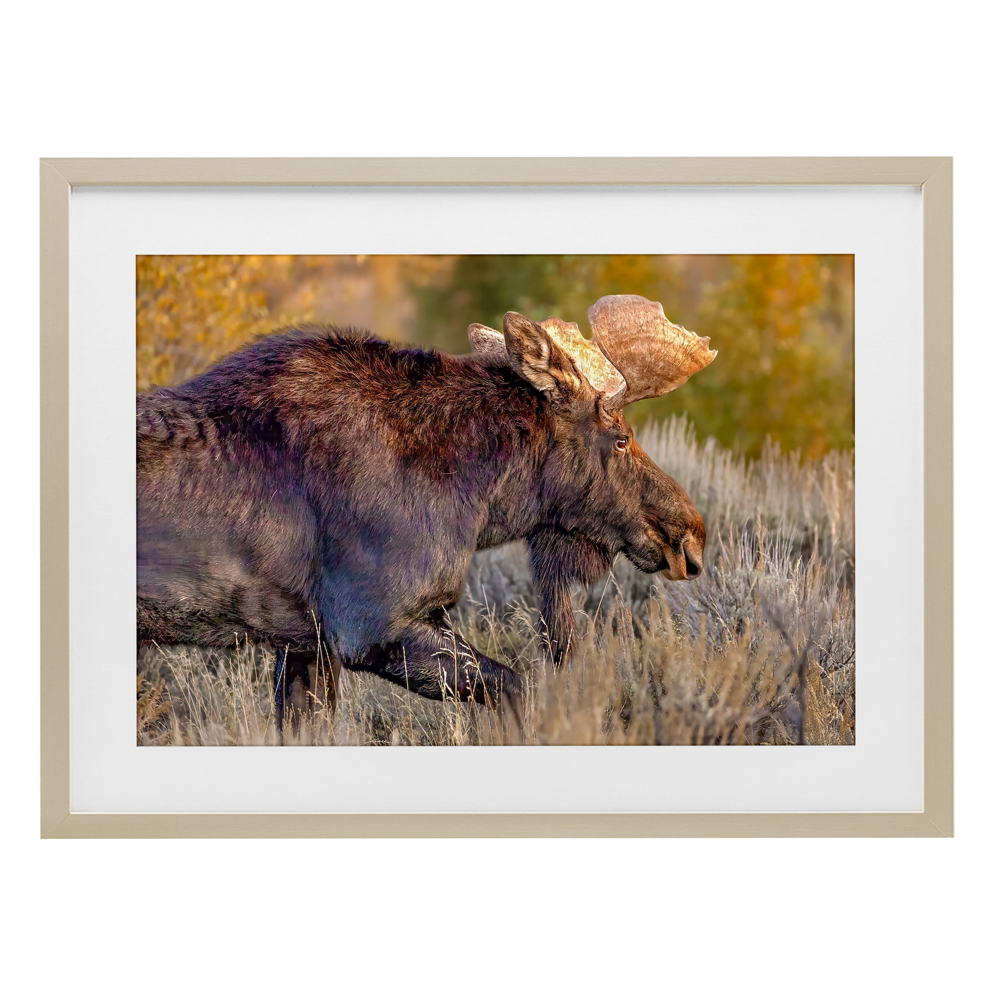 Stupell Industries Bull Moose At Dusk Birch Framed Print Under Glass, design by Shelley Carlisle