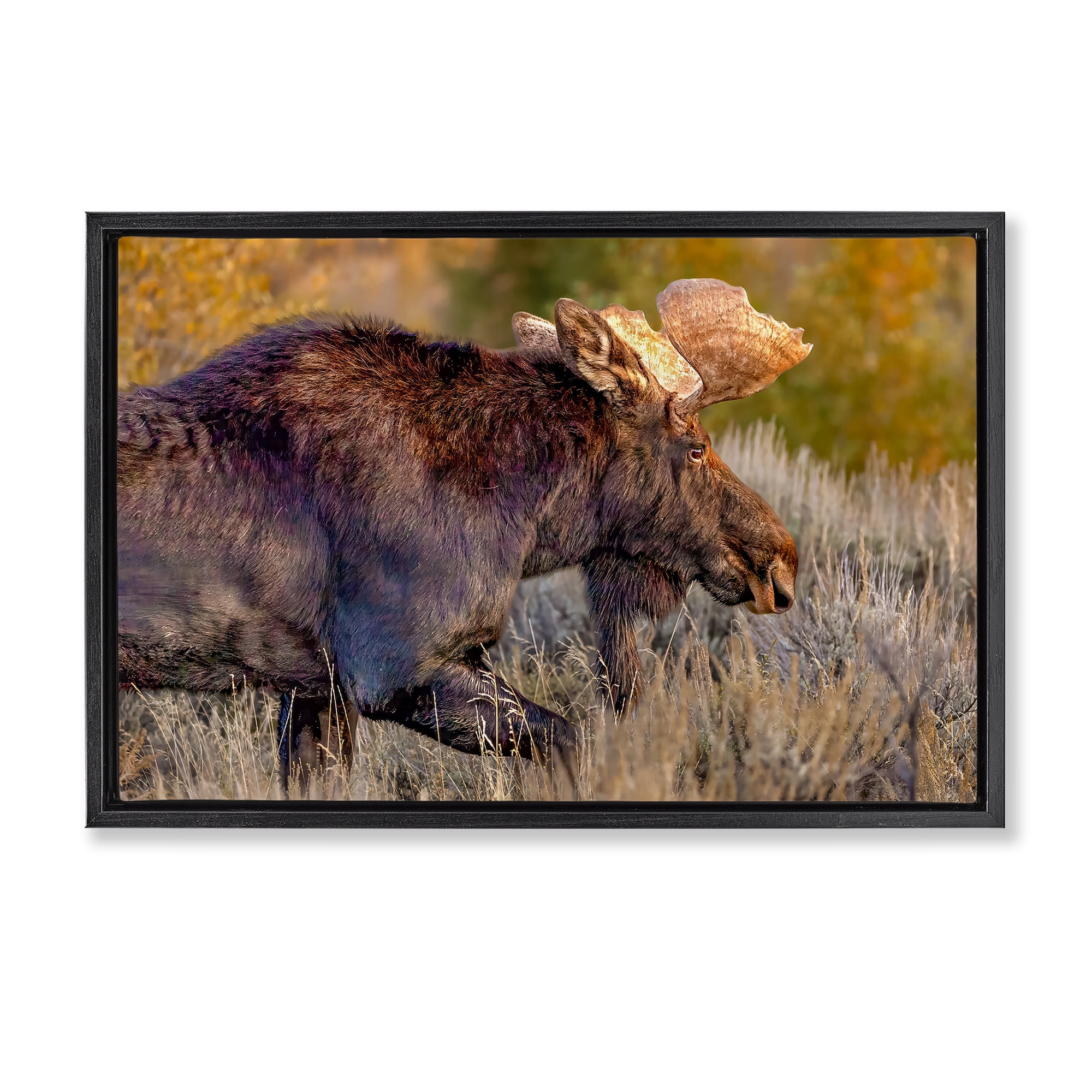 Stupell Industries Bull Moose At Dusk Black Framed Floater Canvas Wall Art, design by Shelley Carlisle