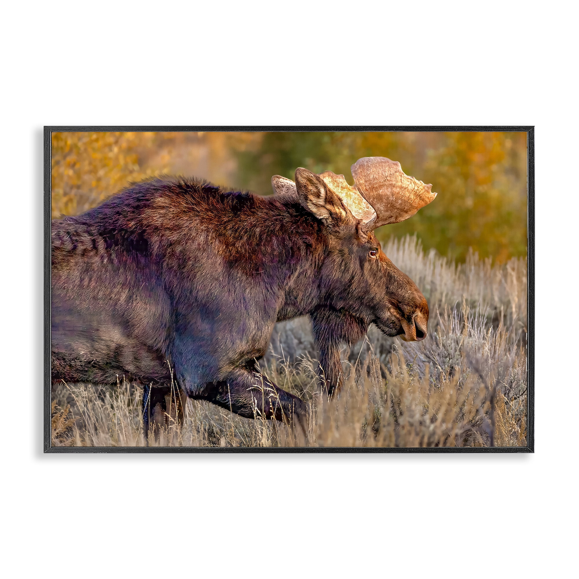 Stupell Industries Bull Moose At Dusk Black Framed Giclee Art, design by Shelley Carlisle