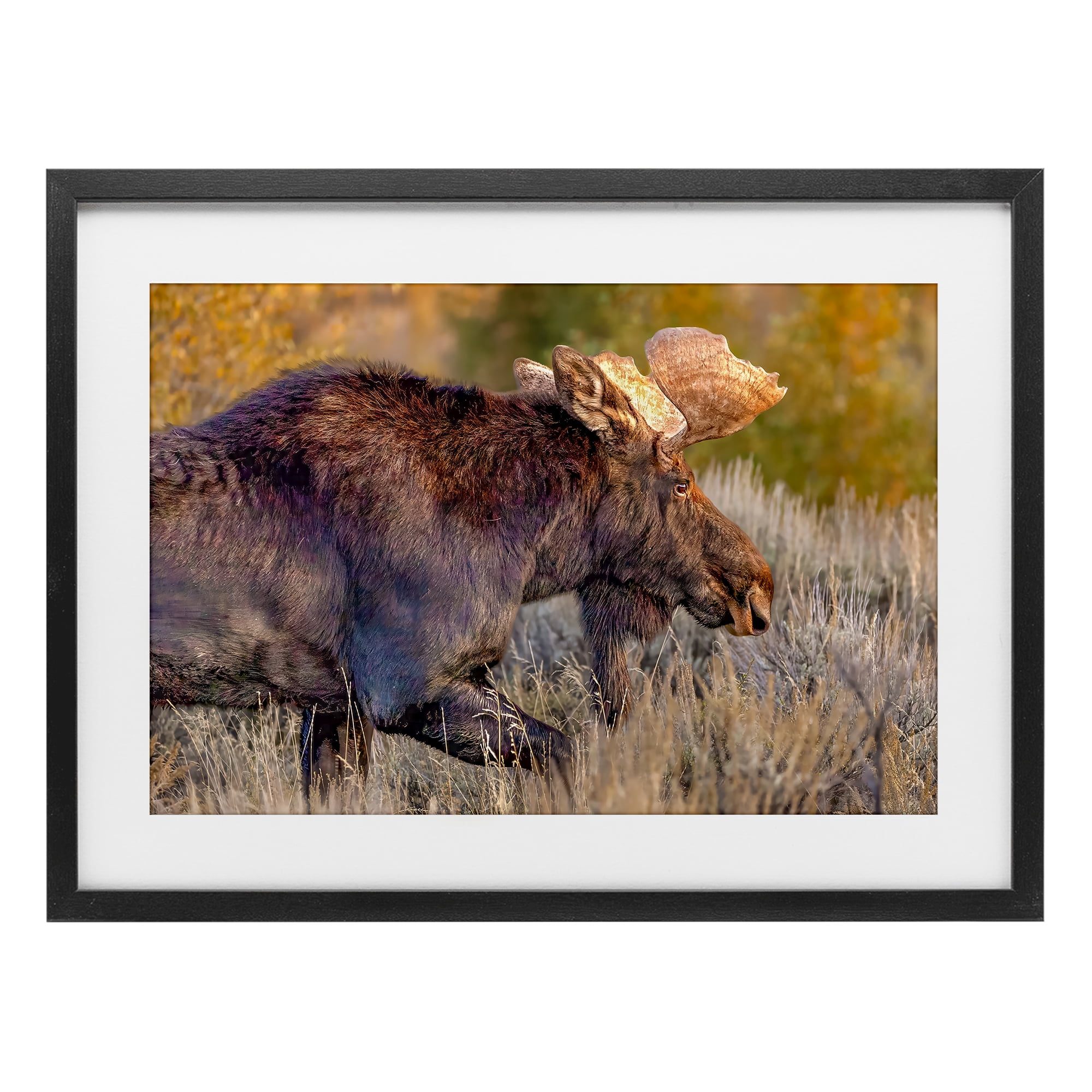 Stupell Industries Bull Moose At Dusk Black Framed Print Under Glass, design by Shelley Carlisle
