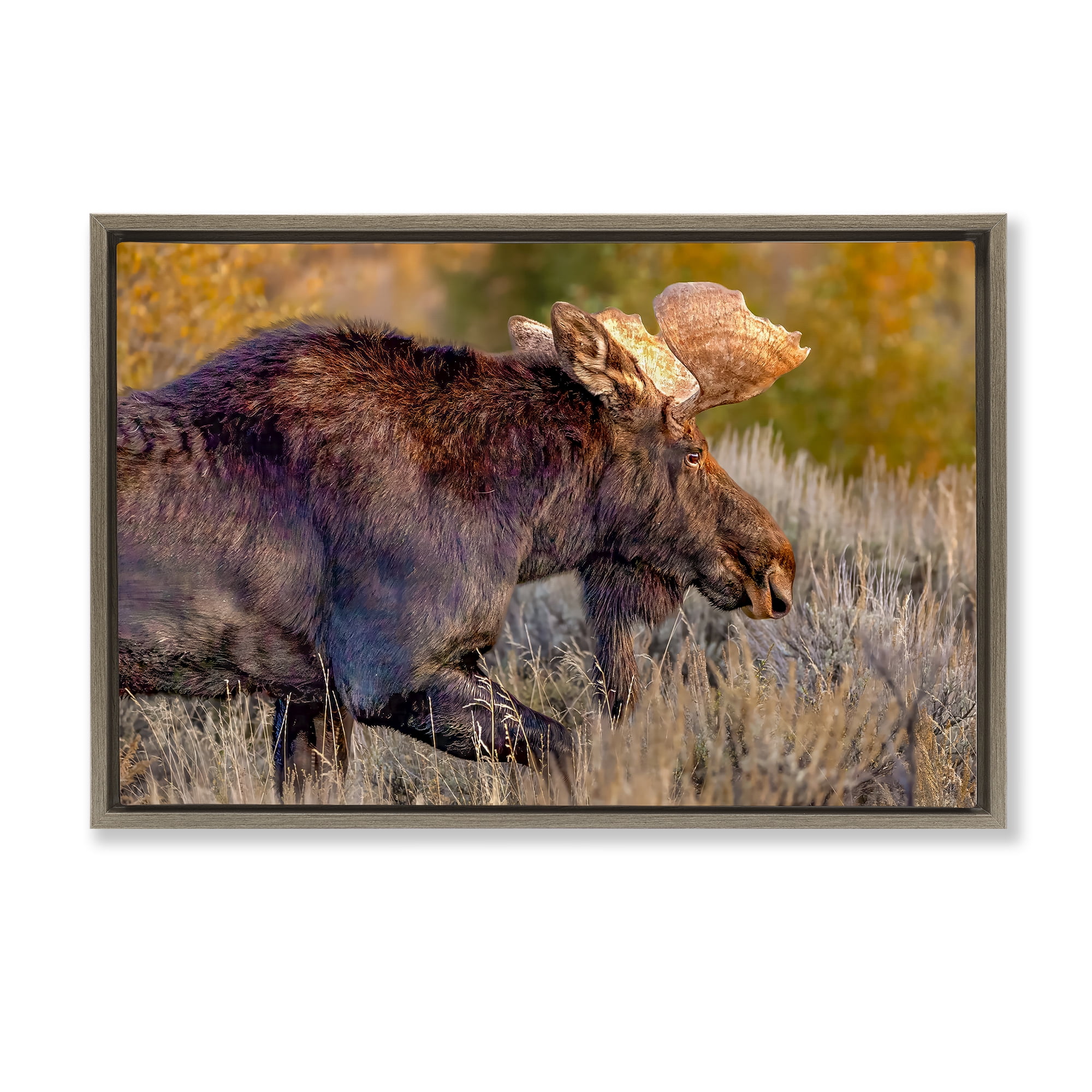 Stupell Industries Bull Moose At Dusk Brown Framed Floater Canvas Wall Art, design by Shelley Carlisle