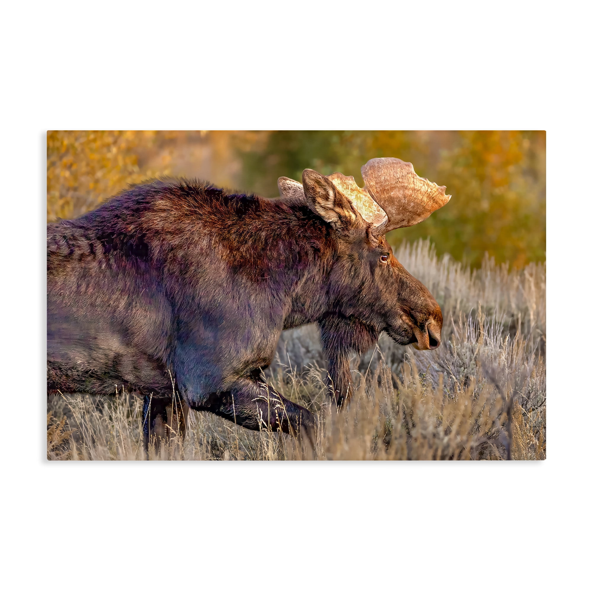 Stupell Industries Bull Moose At Dusk Canvas Wall Art, design by Shelley Carlisle