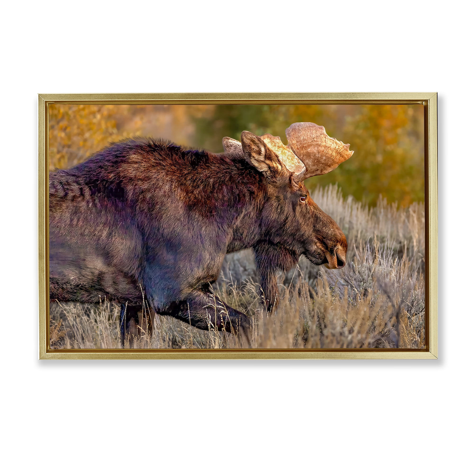 Stupell Industries Bull Moose At Dusk Gold Framed Floater Canvas Wall Art, design by Shelley Carlisle