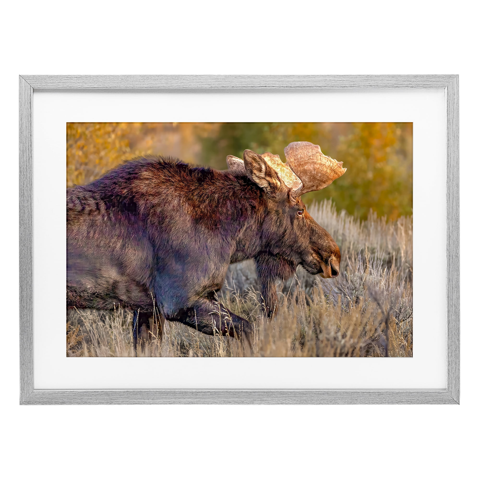 Stupell Industries Bull Moose At Dusk Gray Framed Print Under Glass, design by Shelley Carlisle