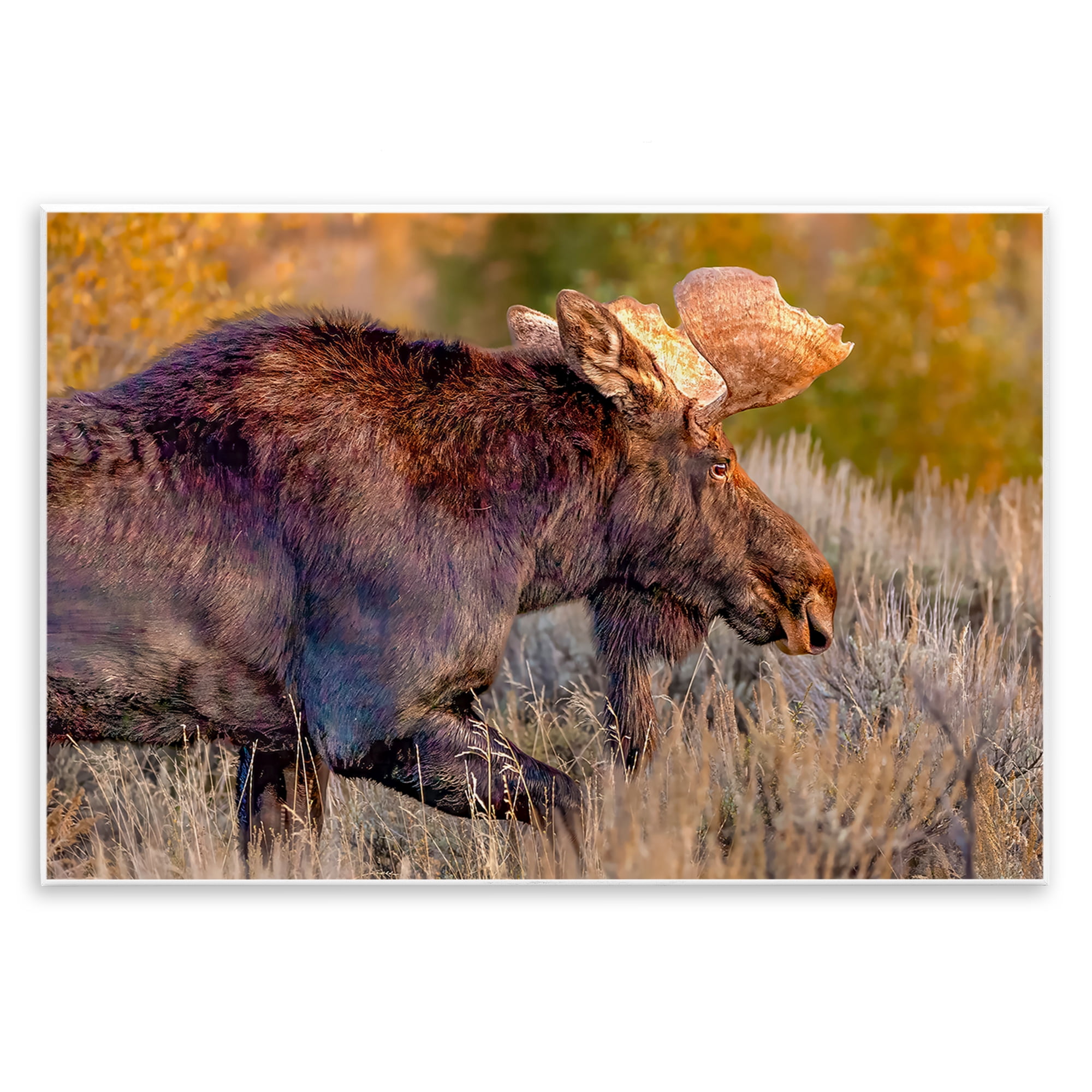 Stupell Industries Bull Moose At Dusk Wall Plaque Art, design by Shelley Carlisle