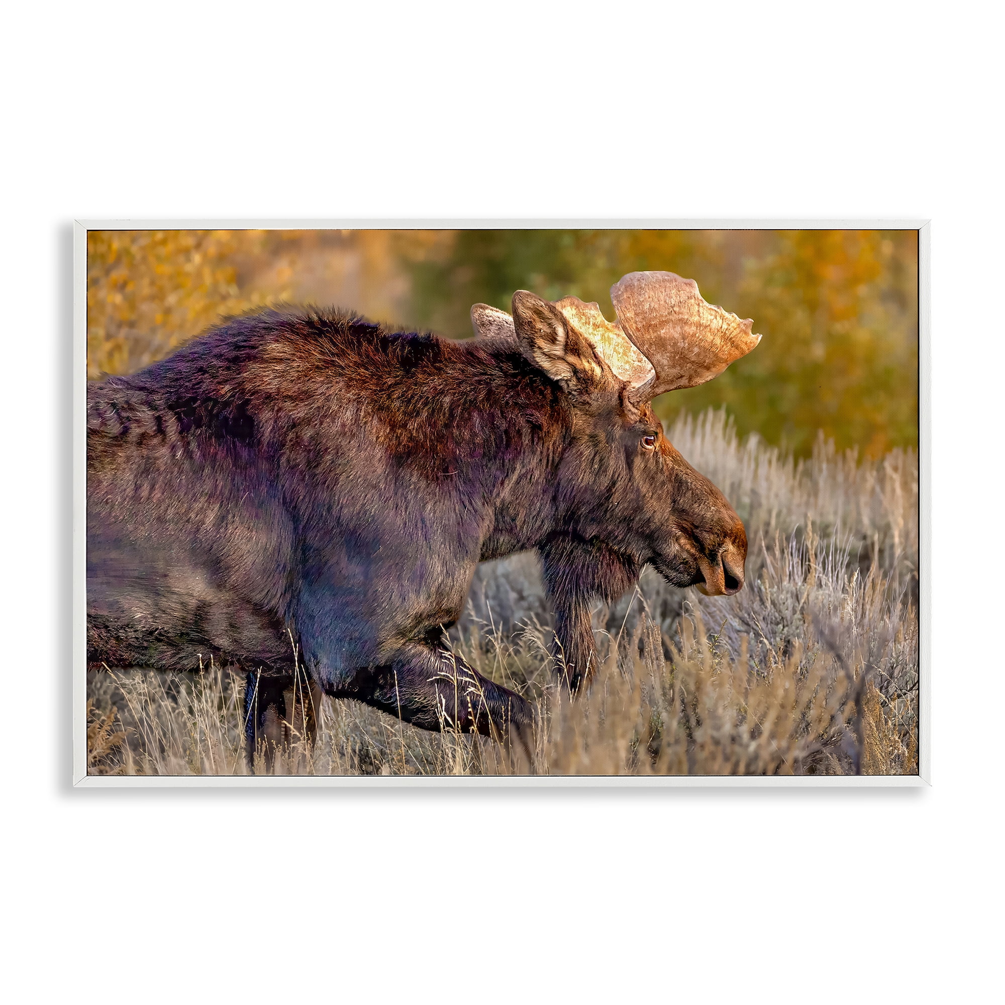 Stupell Industries Bull Moose At Dusk White Framed Giclee Art, design by Shelley Carlisle