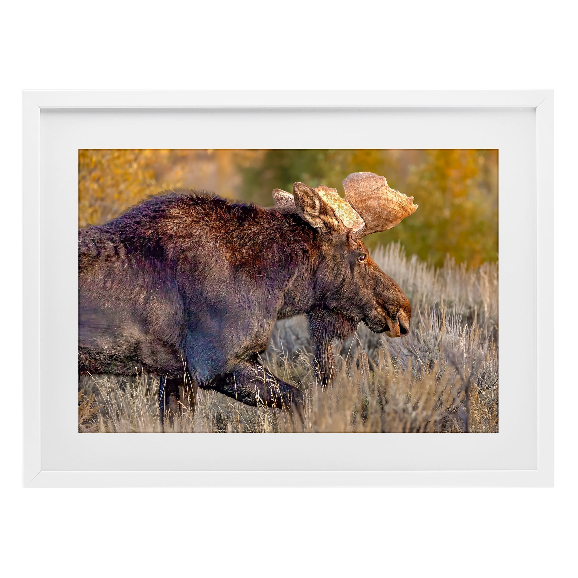 Stupell Industries Bull Moose At Dusk White Framed Print Under Glass, design by Shelley Carlisle