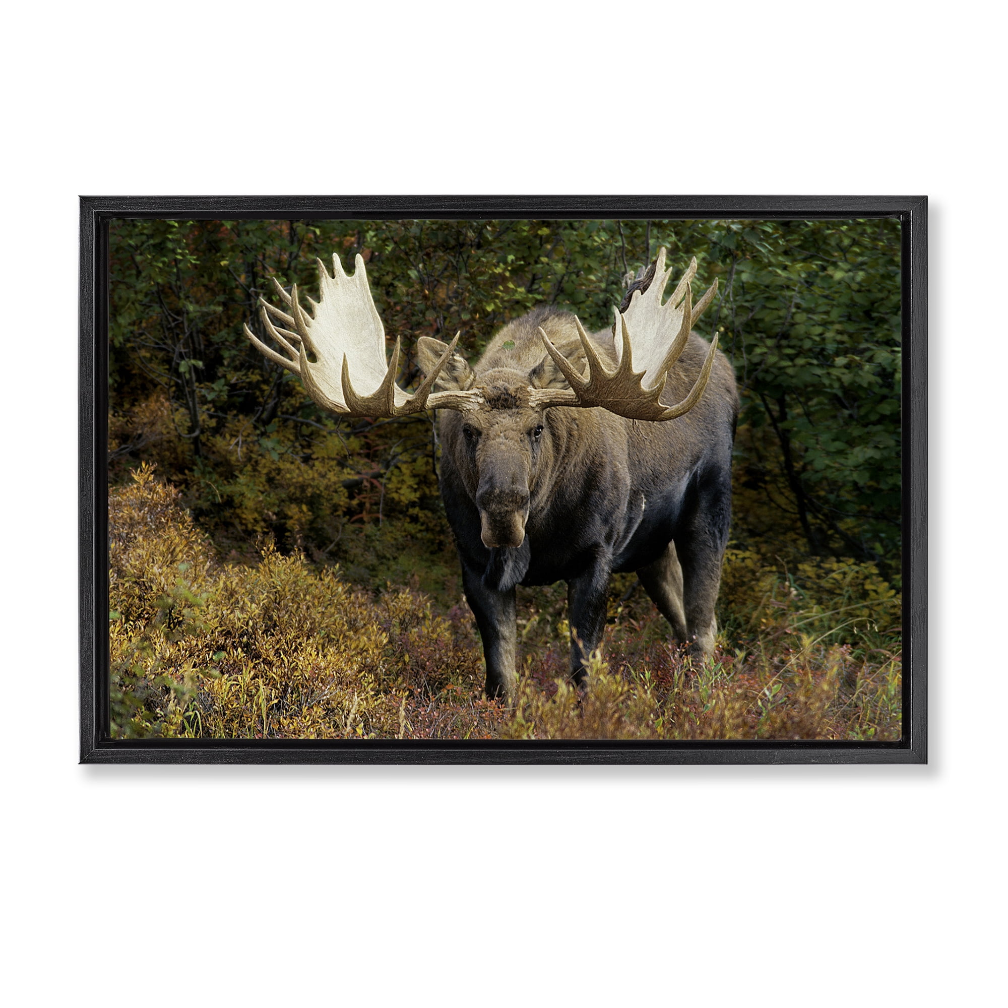 Stupell Industries Bull Moose Face Off Animals Photography Black Floater Framed Canvas Art Print Wall Art, 31 x 21