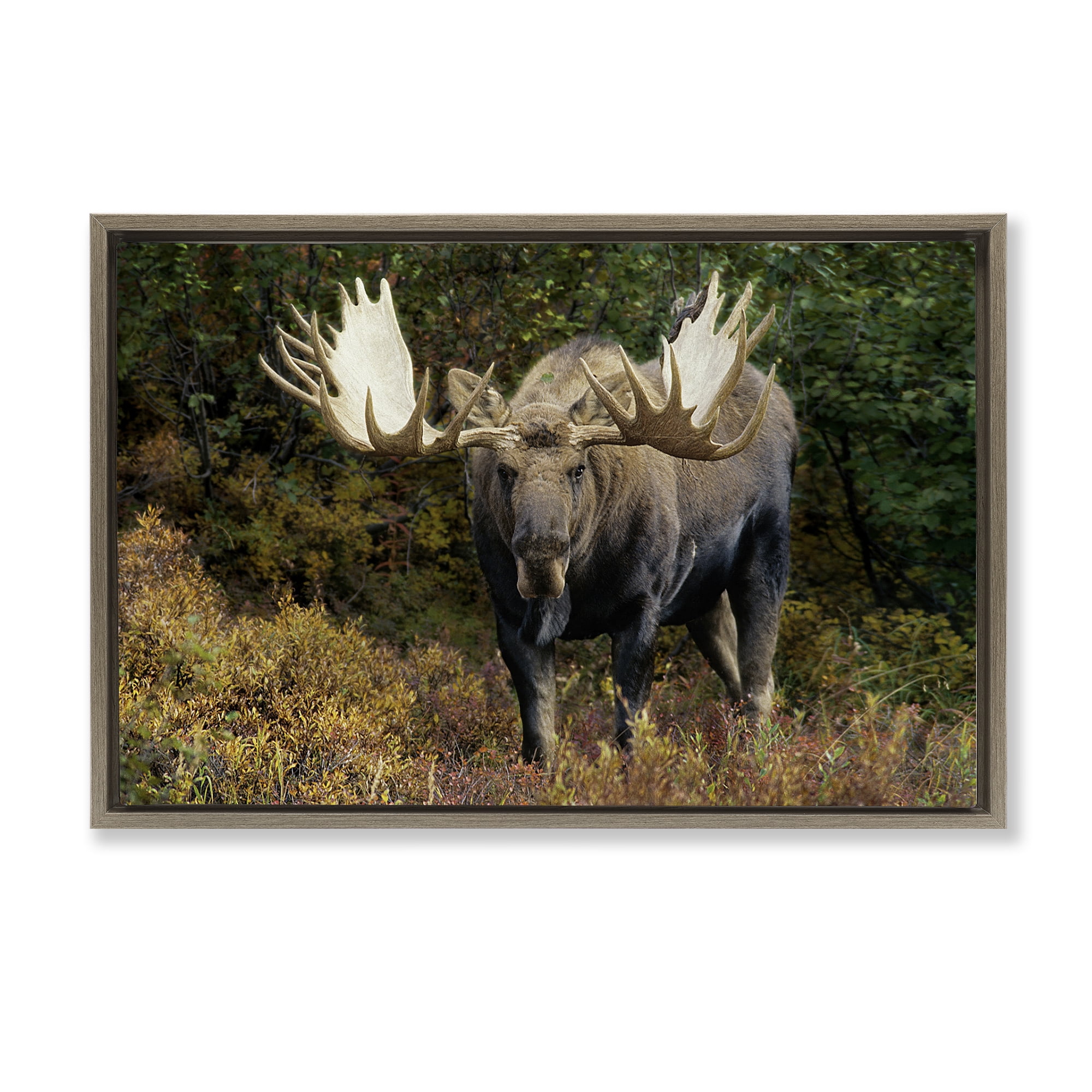 Stupell Industries Bull Moose Face Off Animals Photography Brown Floater Framed Canvas Art Print Wall Art, 31 x 21