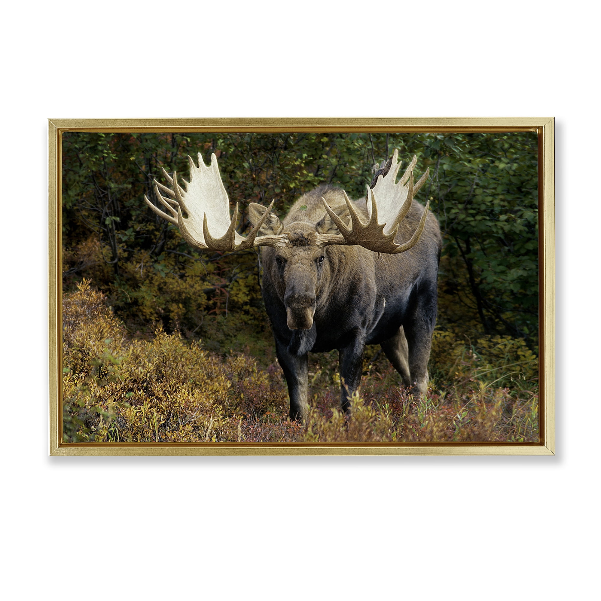Stupell Industries Bull Moose Face Off Animals Photography Gold Floater Framed Canvas Art Print Wall Art, 31 x 21