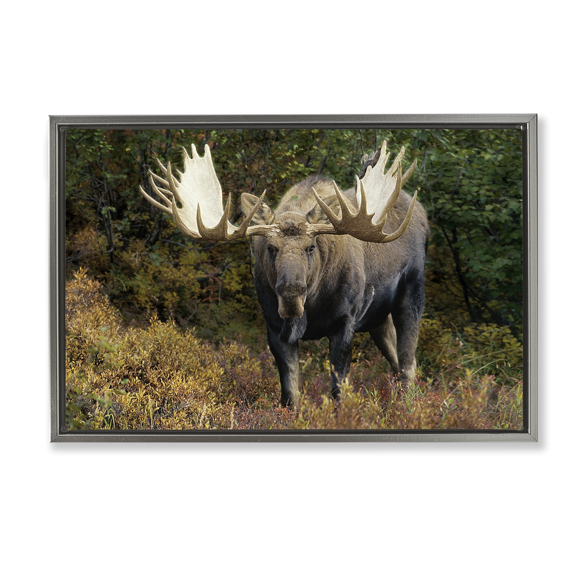 Stupell Industries Bull Moose Face Off Animals Photography Gray Floater Framed Canvas Art Print Wall Art, 25 x 17