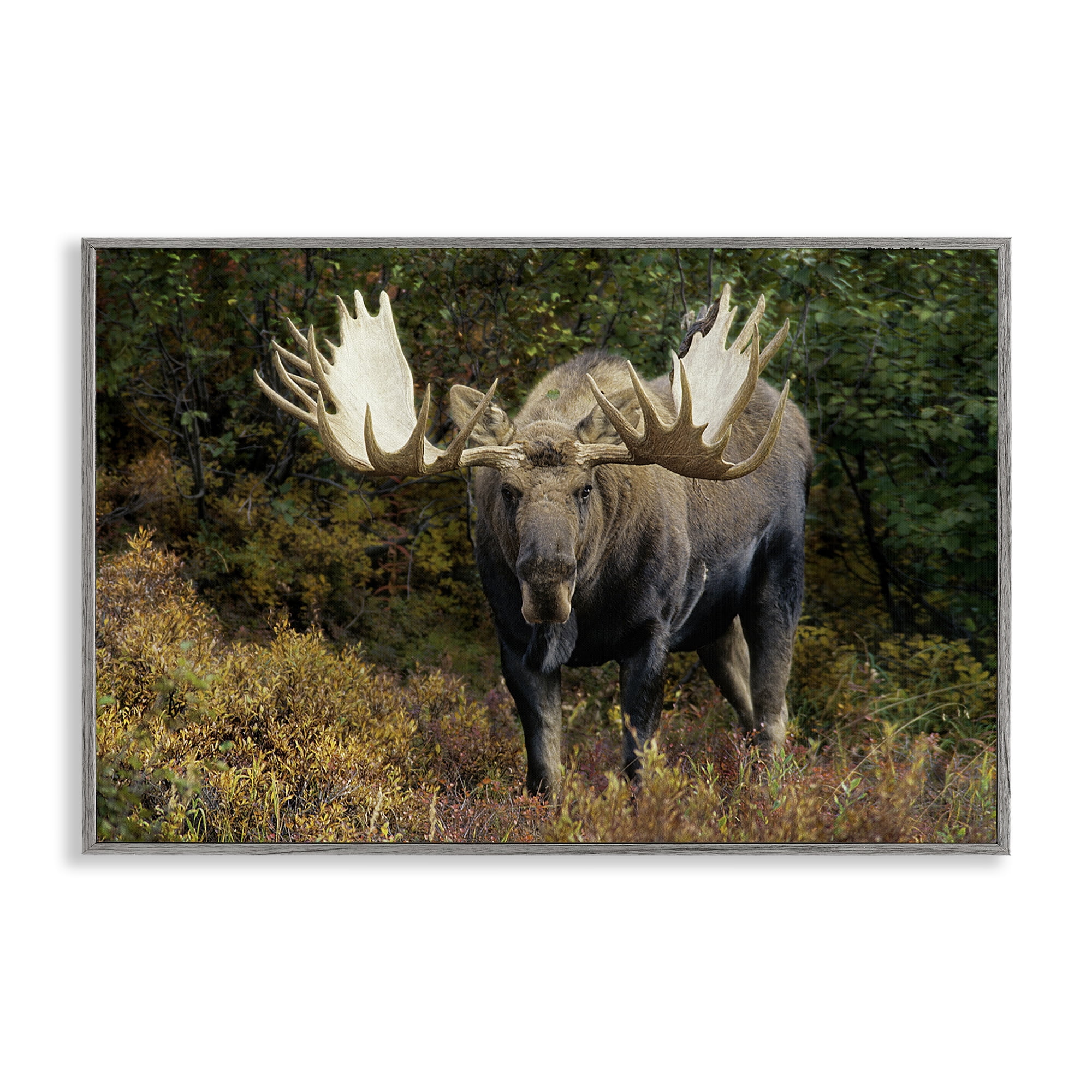 Stupell Industries Bull Moose Face Off Animals Photography Gray Framed Art Print Wall Art, 30 x 20