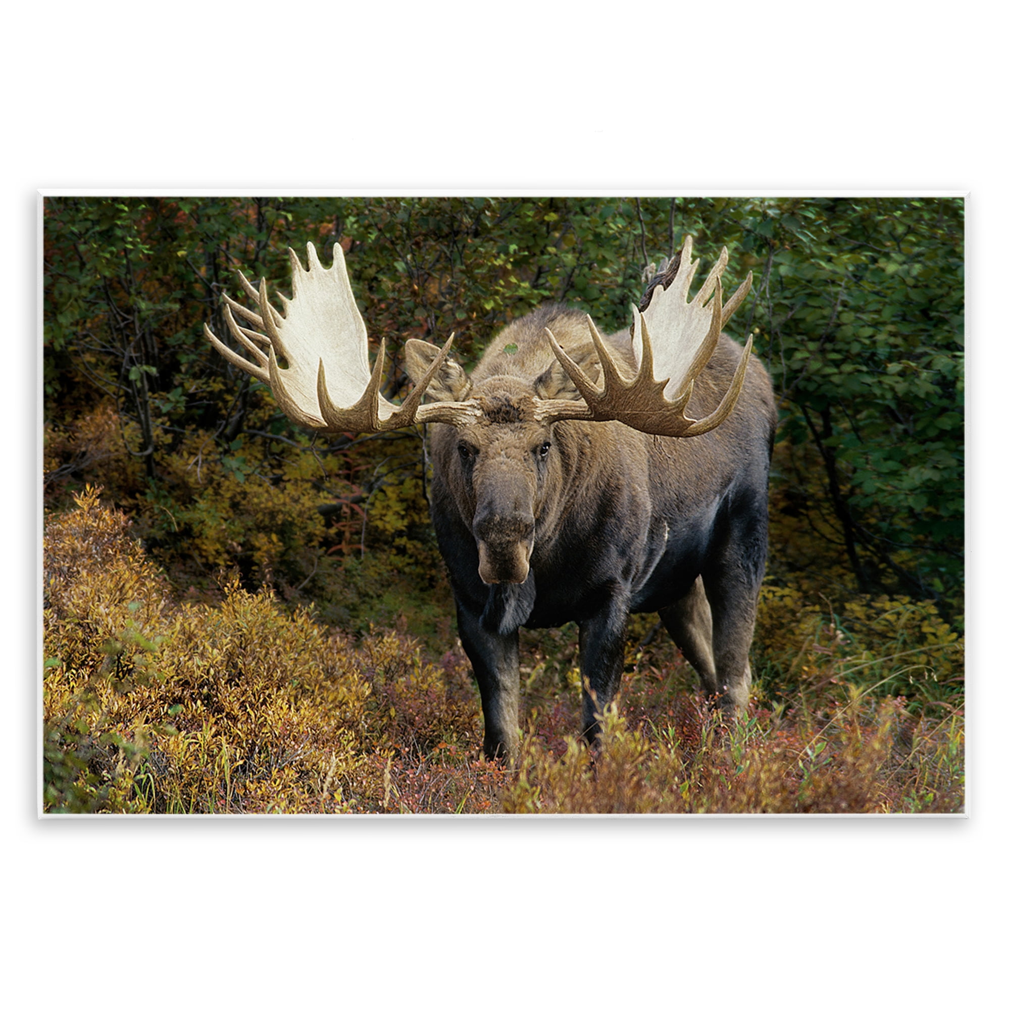 Stupell Industries Bull Moose Face Off Animals Photography Unframed Art Print Wall Art, 15 x 10